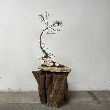 Madagascar Elephant Tree (Operculicarya decaryi) + Onyx Vessel