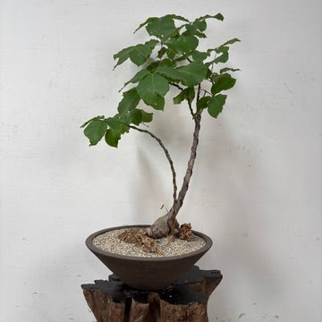 Shaving Brush Tree (Pseudobombax elpiticum) + Brown Ceramic Planter
