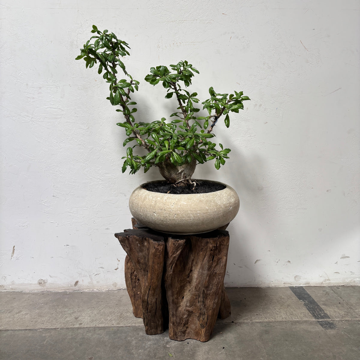 Star of Sabi (Pachypodium saundersii) + Microcement Planter