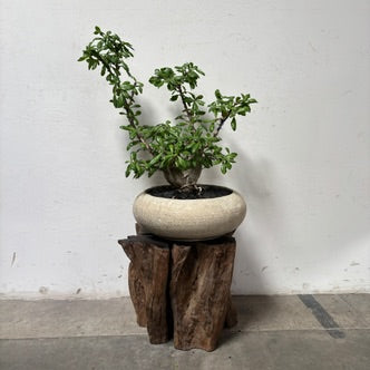 Star of Sabi (Pachypodium saundersii) + Microcement Planter
