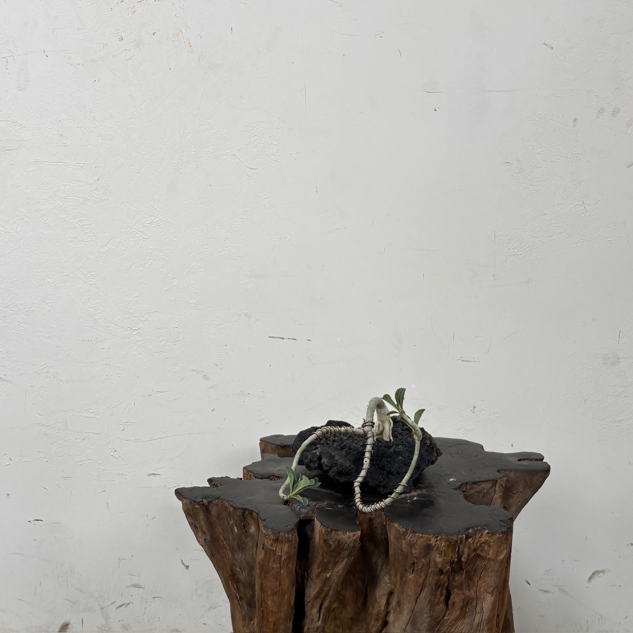 Desert Rose (Adenium arabicum) + Lava Stone Planter
