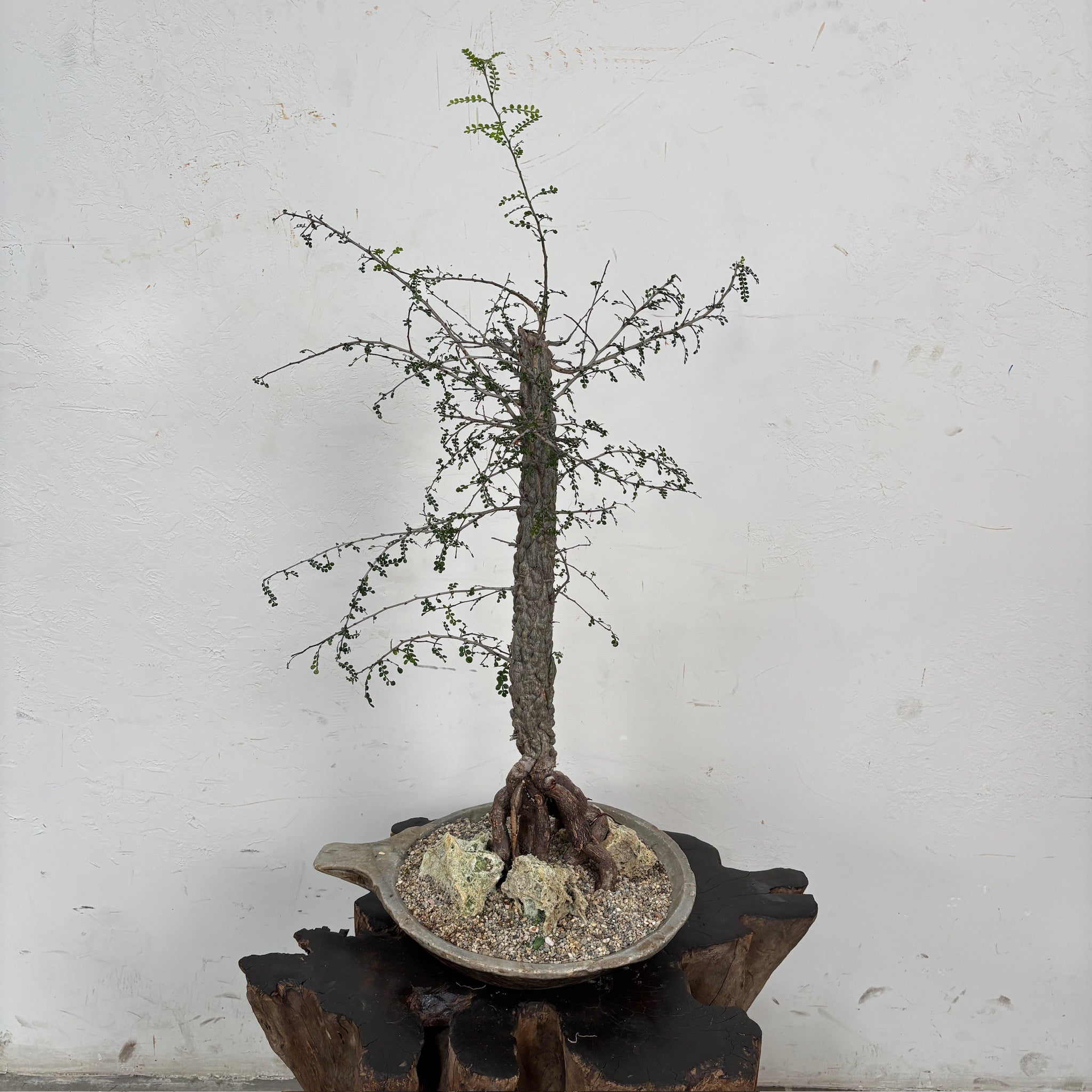 Madagascar Elephant Tree (Operculicarya decaryi) + Kundi Stone Vessel