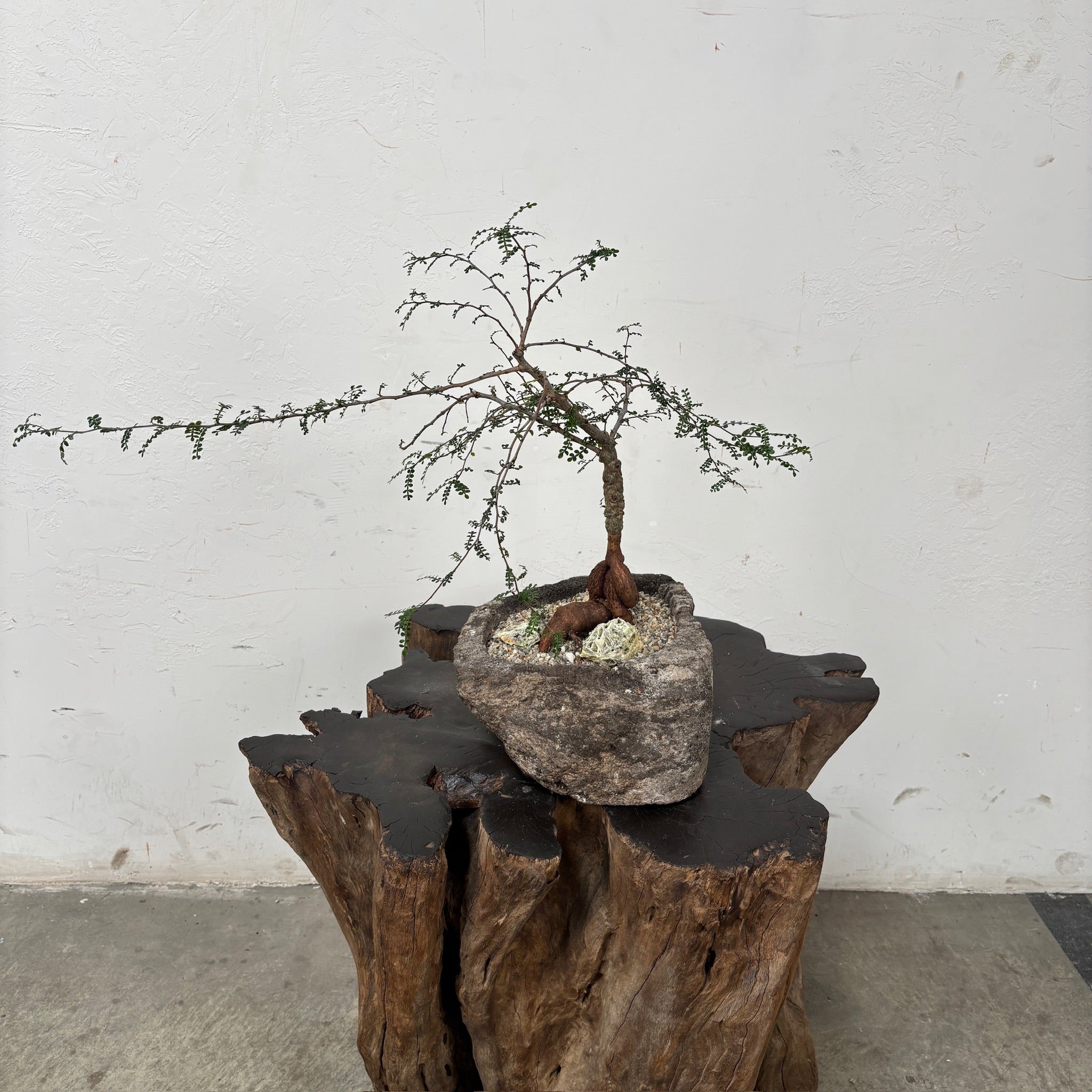 Madagascar Elephant Tree (Operculicarya decaryi) + Lava Stone Planter