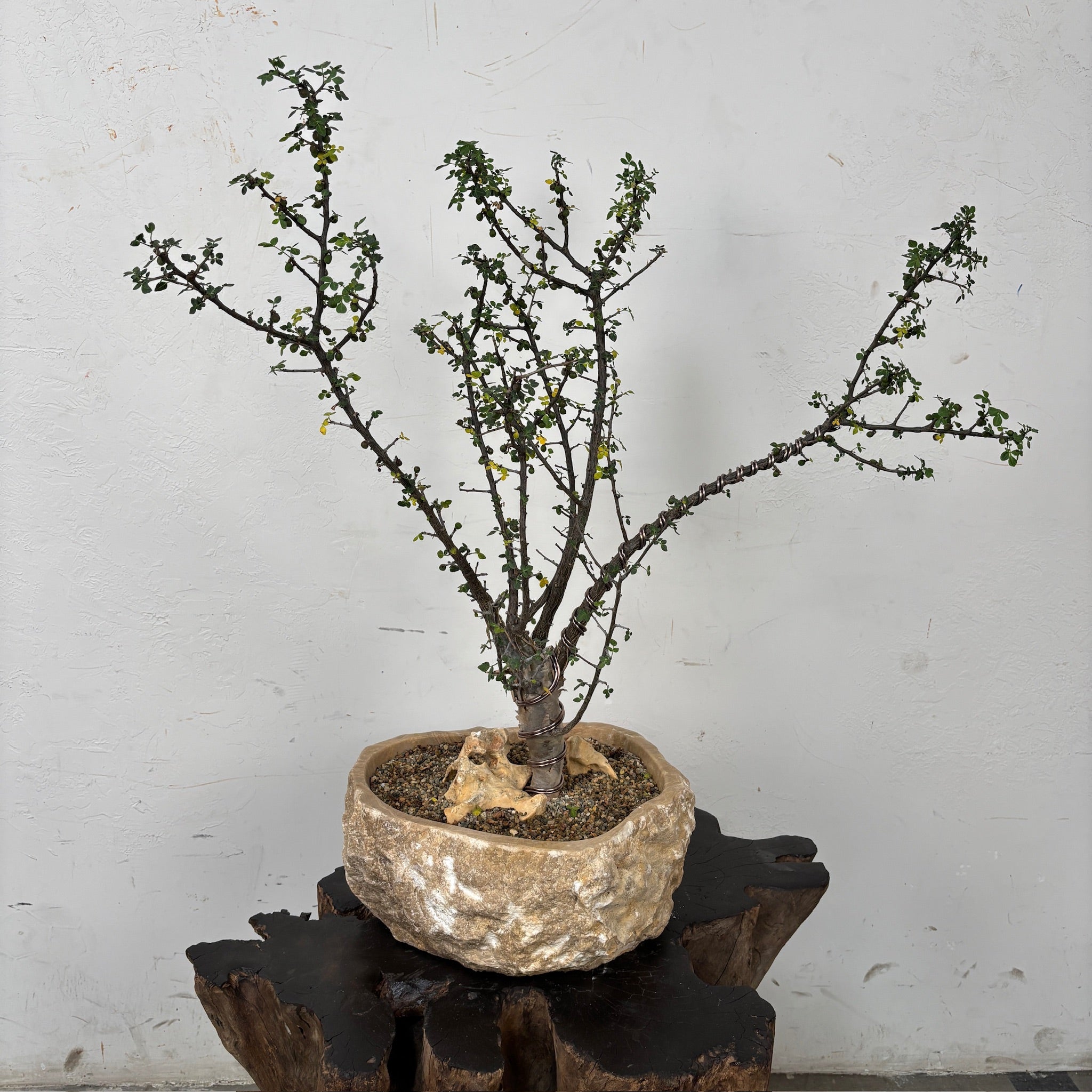 Copalwood Tree (Bursera fagaroides) + Onyx Planter