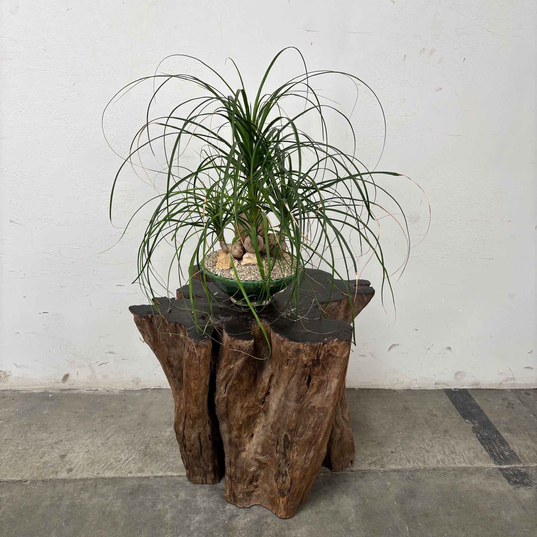 Ponytail palm (Beaucarnea recurvata) + Moroccan Tamegroute Planter