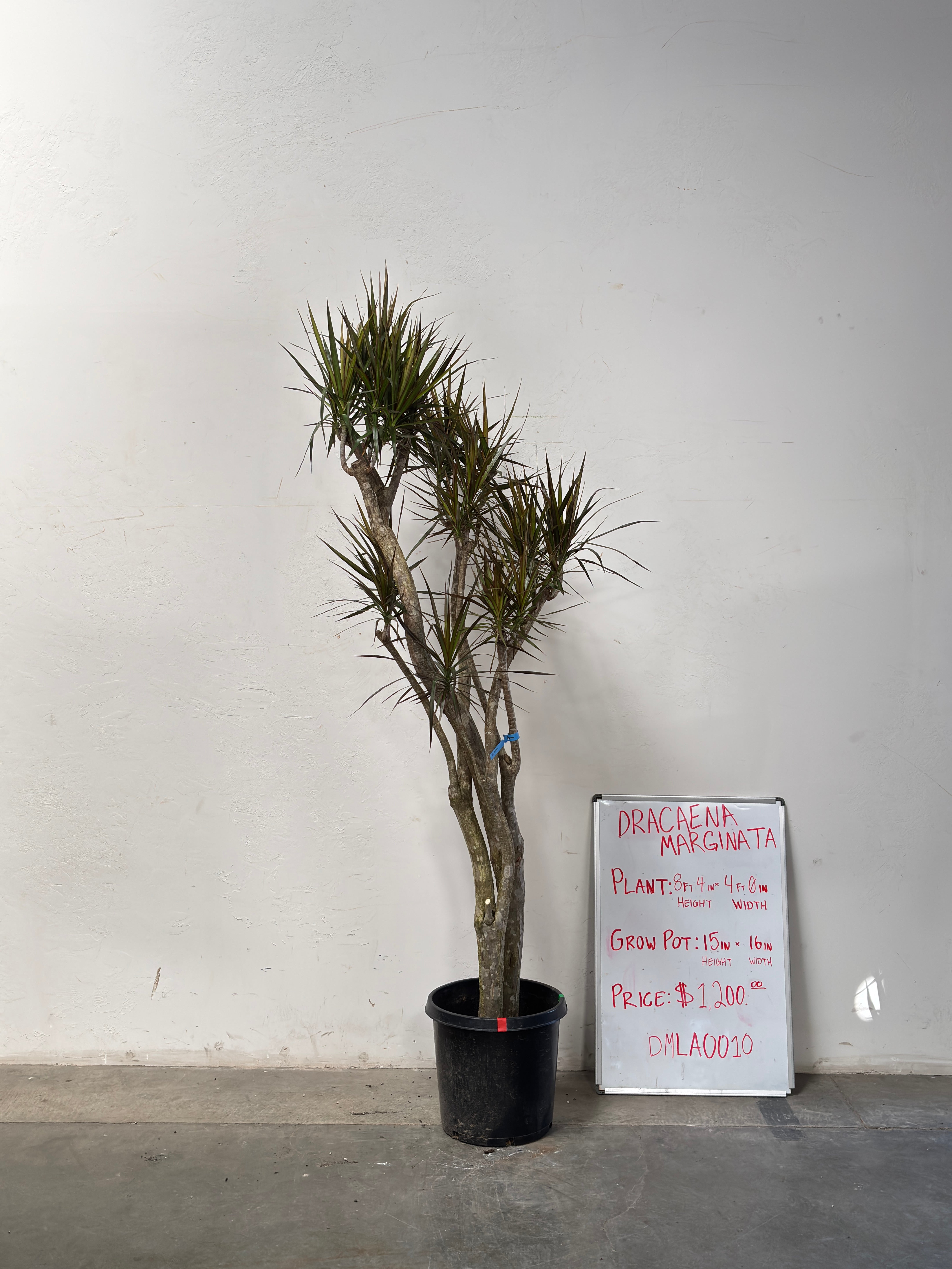 Dracaena Marginata DMLA0010