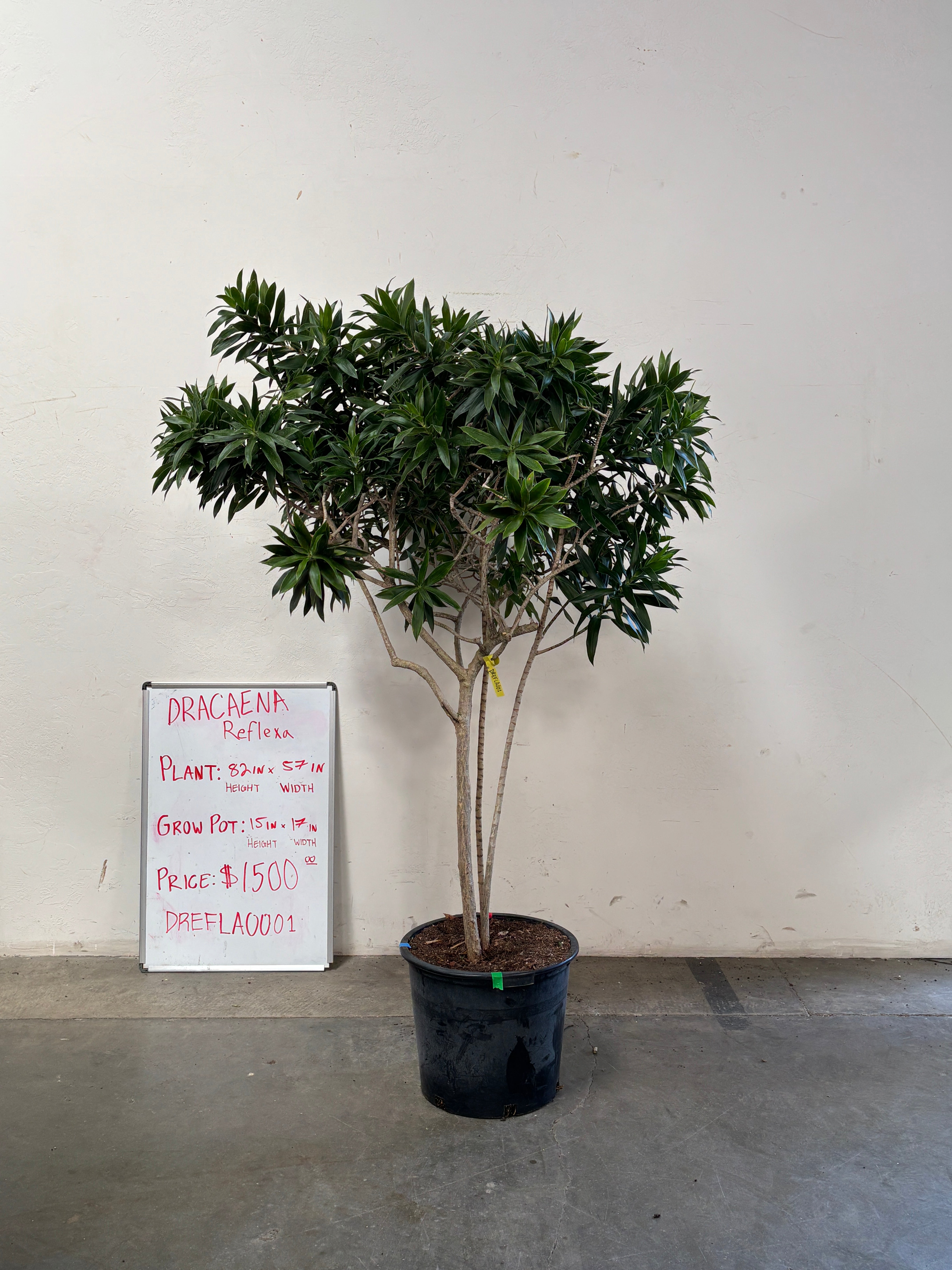 Dracaena Reflexa DREFLA001