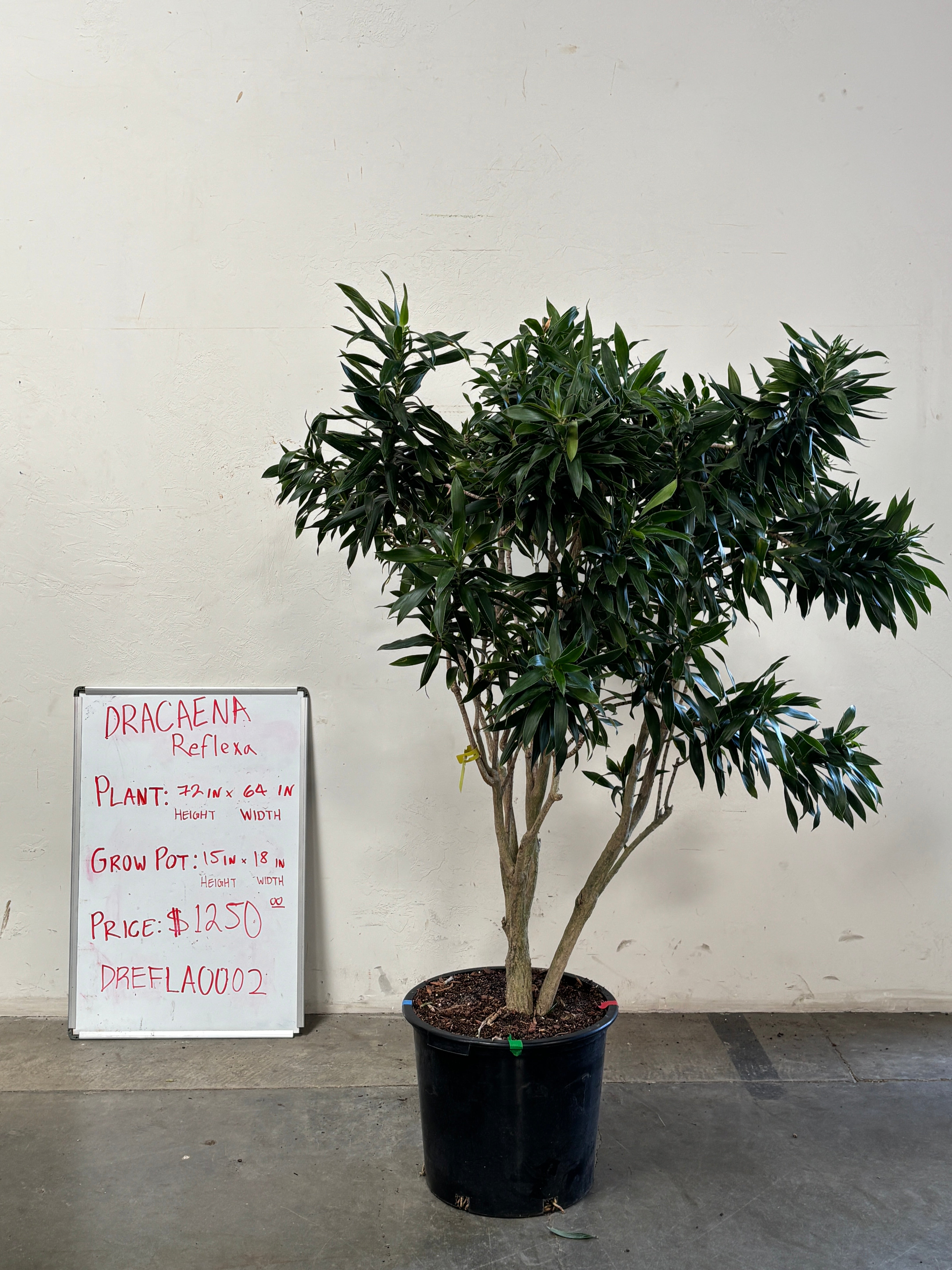 Dracaena Reflexa DREFLA002