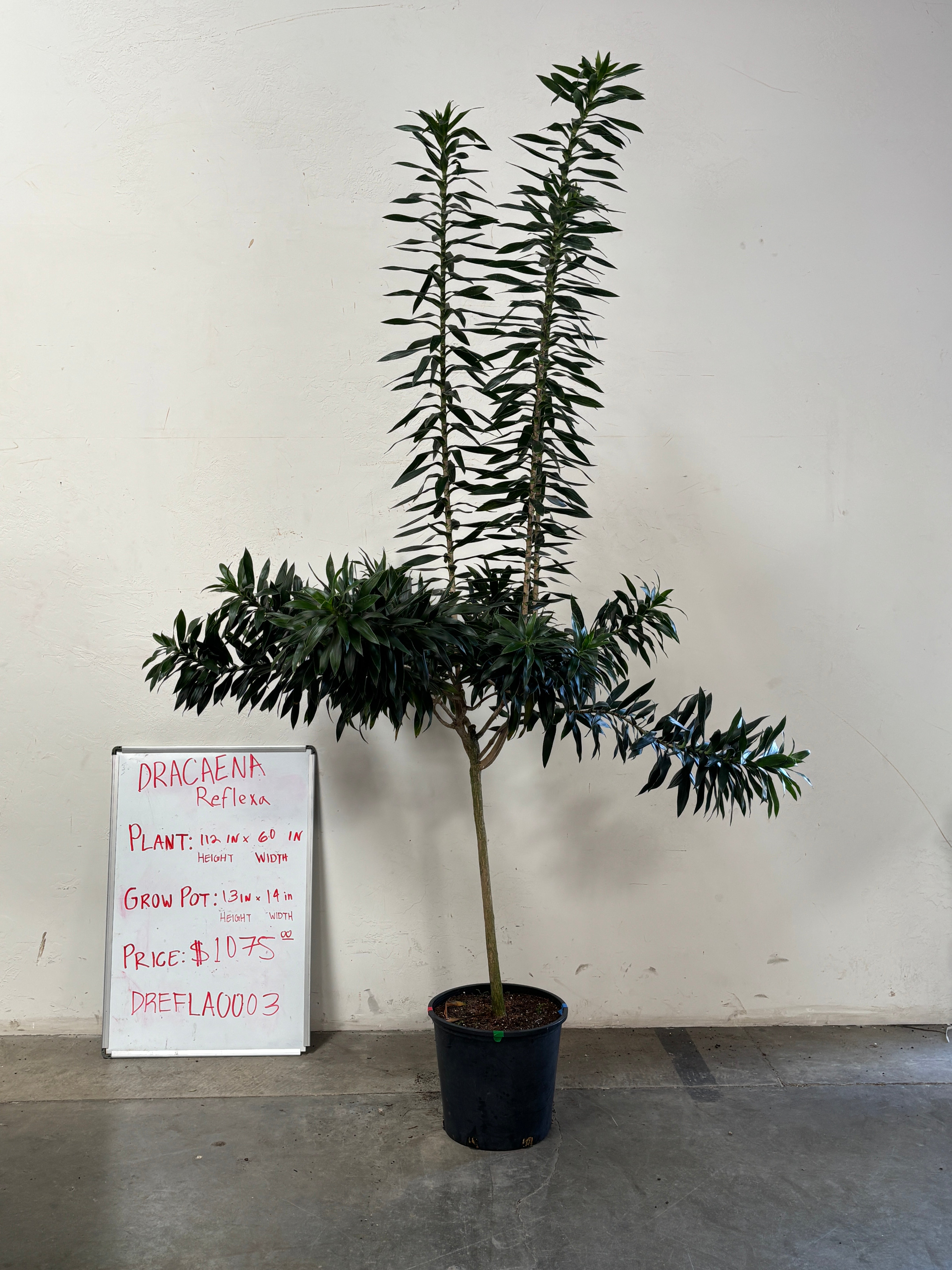 Dracaena Reflexa DREFLA003