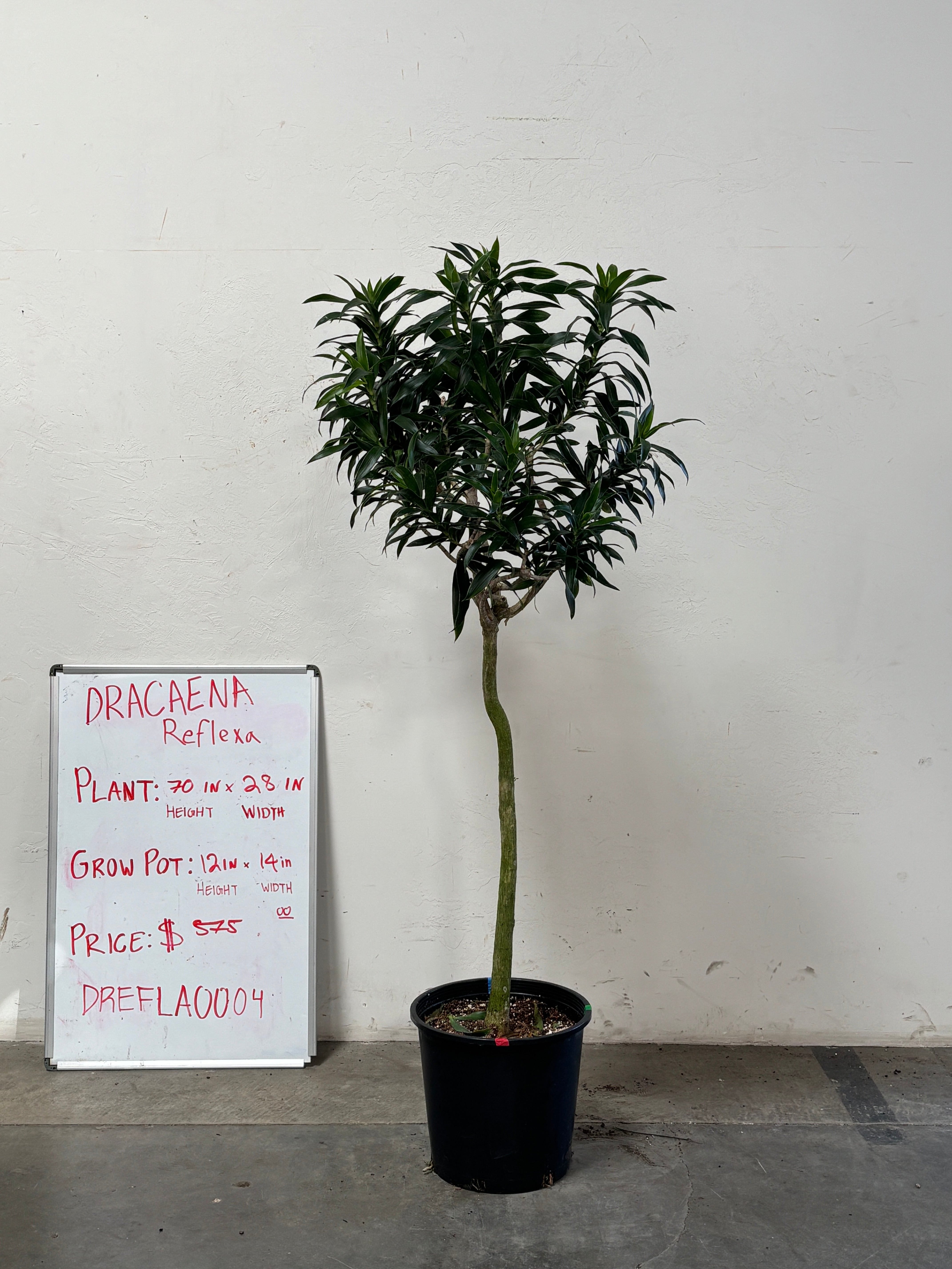 Dracaena Reflexa DREFLA004