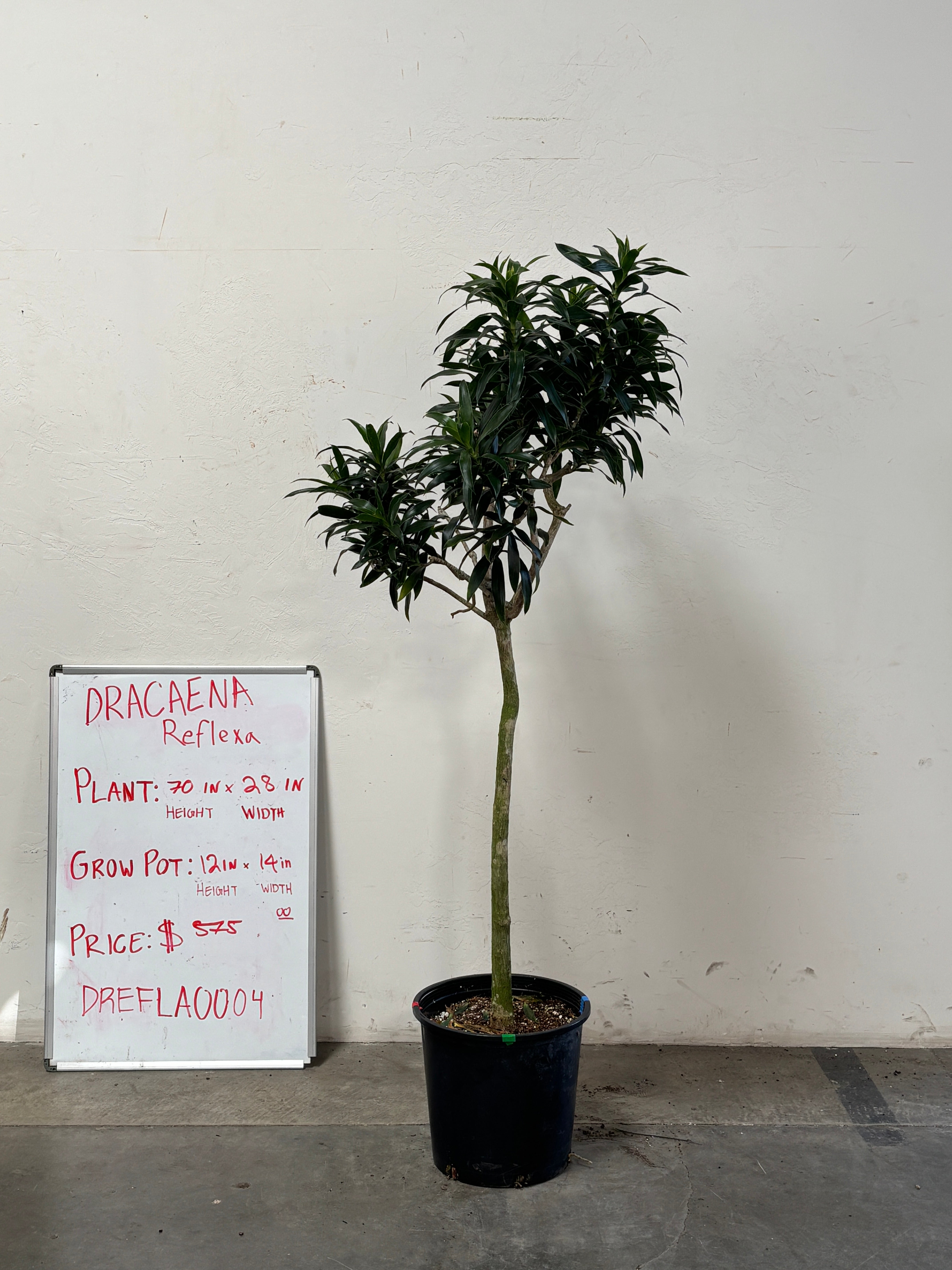 Dracaena Reflexa DREFLA004