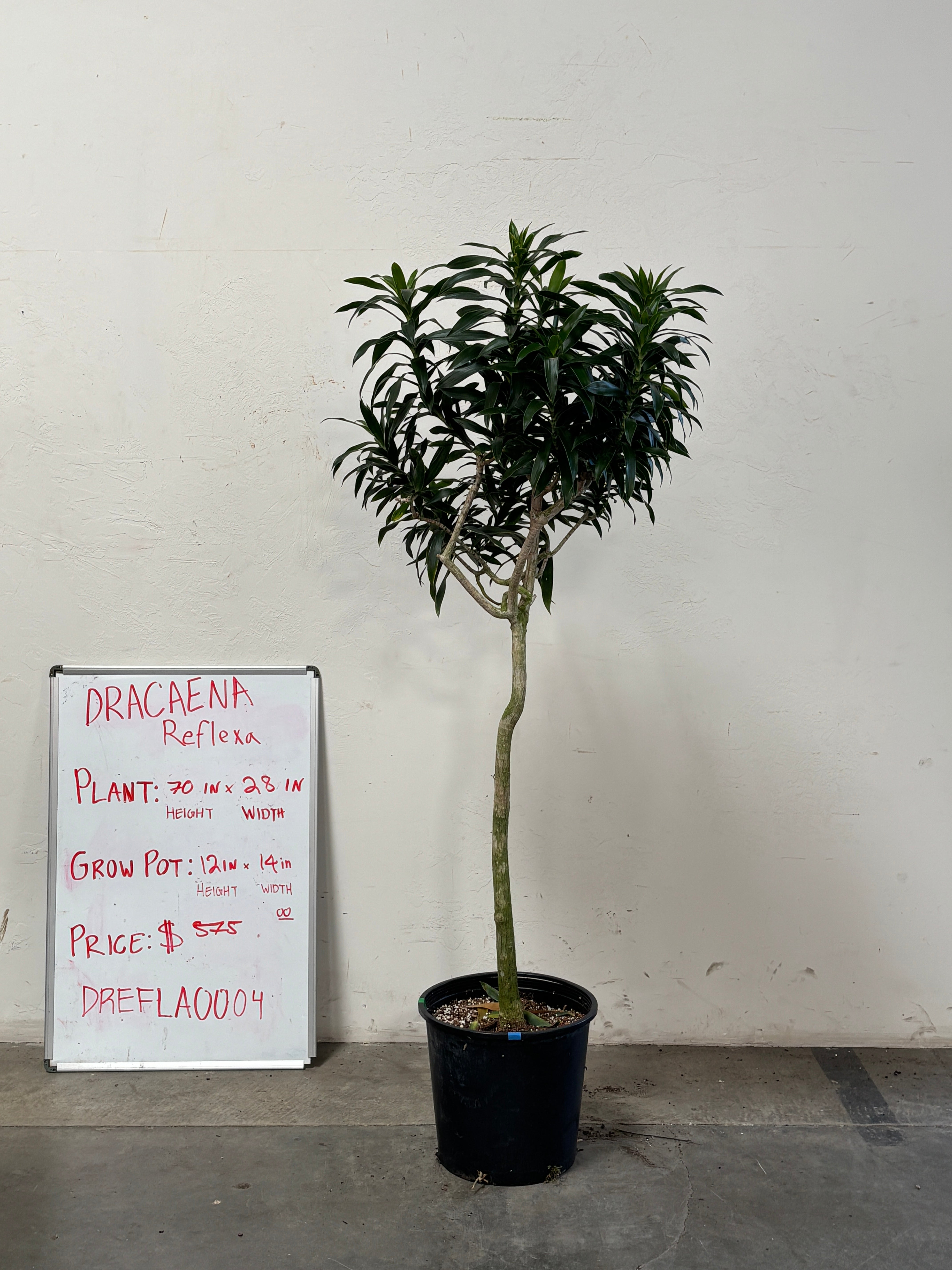 Dracaena Reflexa DREFLA004
