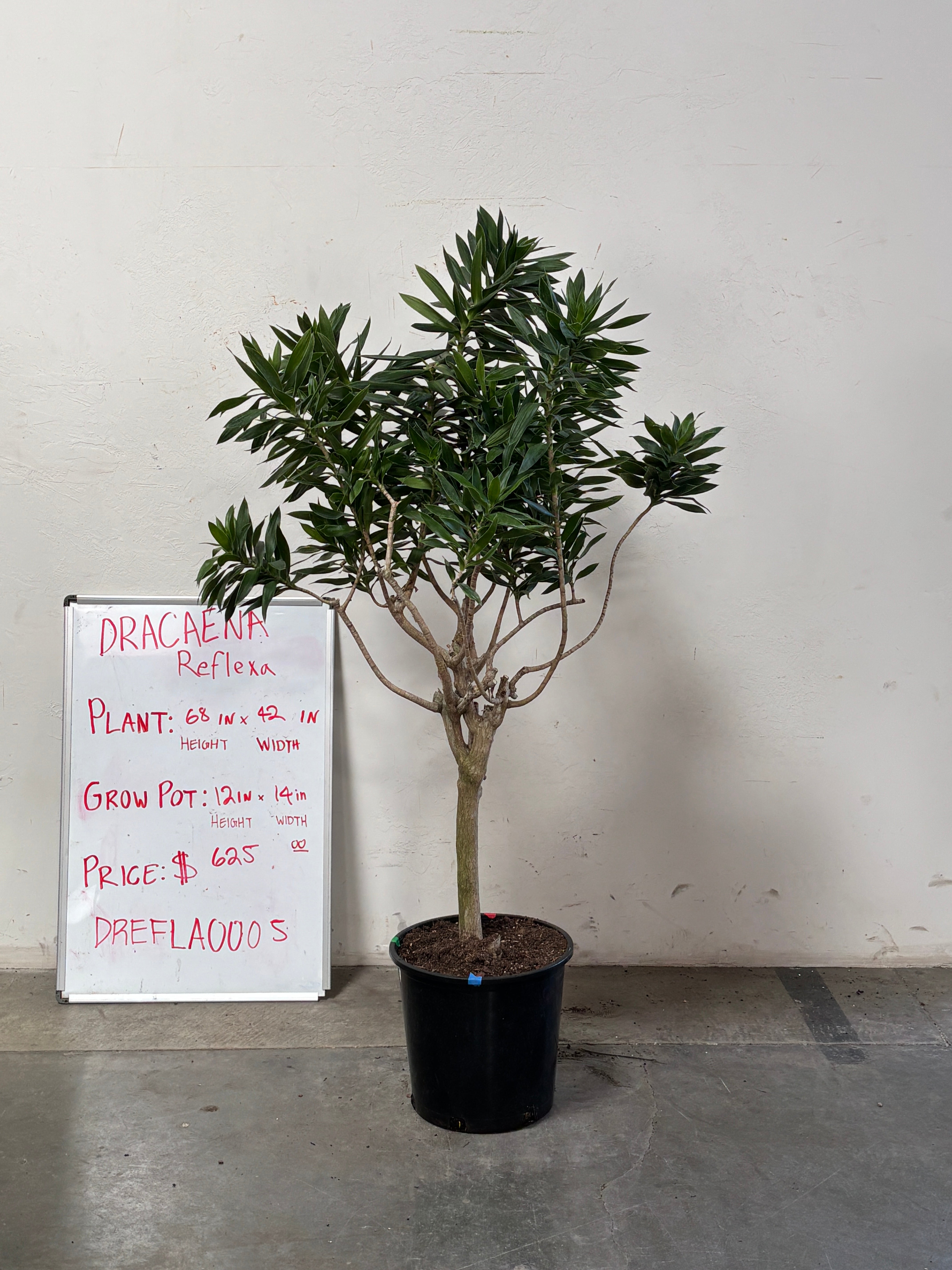 Dracaena Reflexa DREFLA005