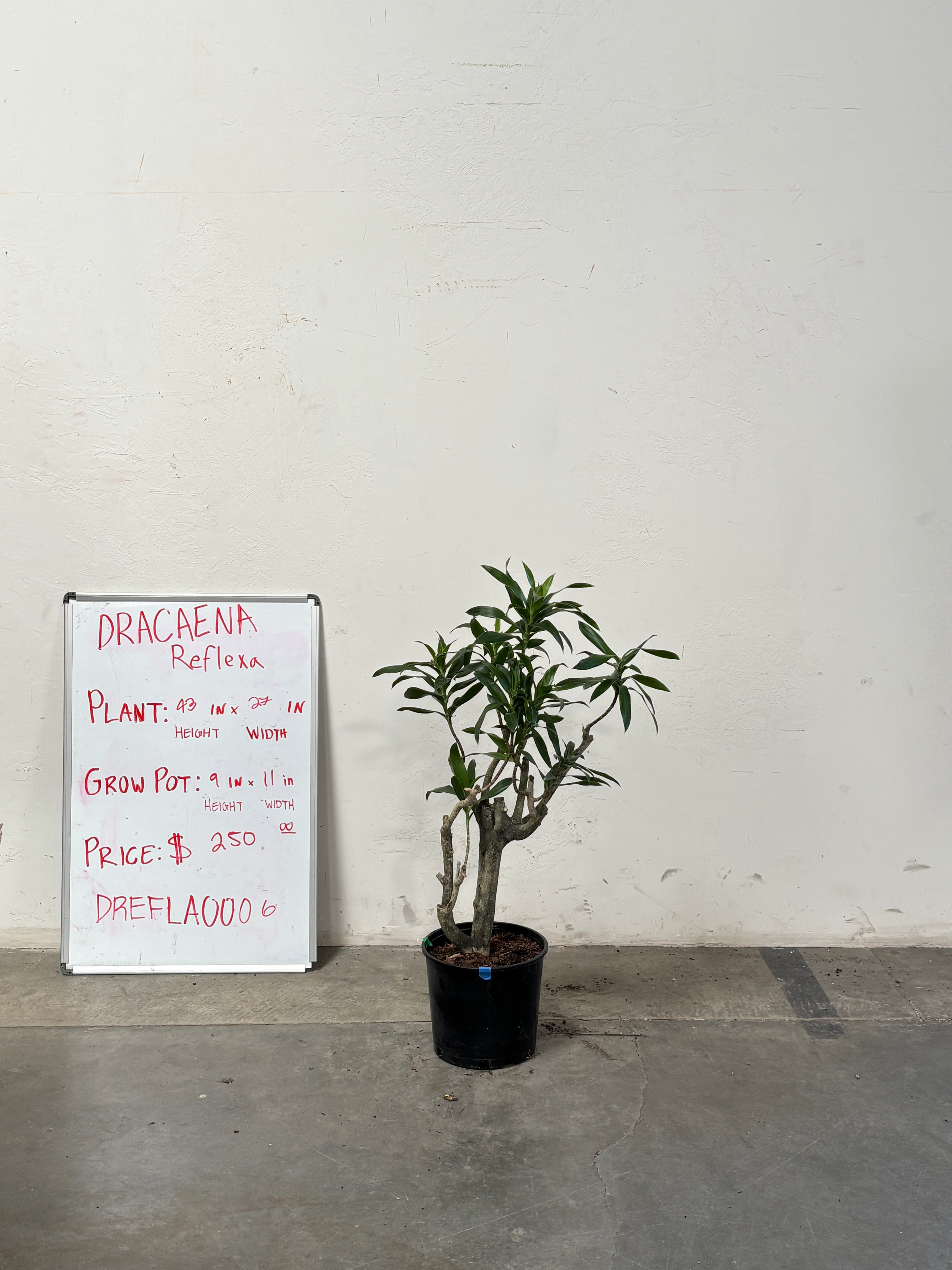 Dracaena Reflexa DREFLA006