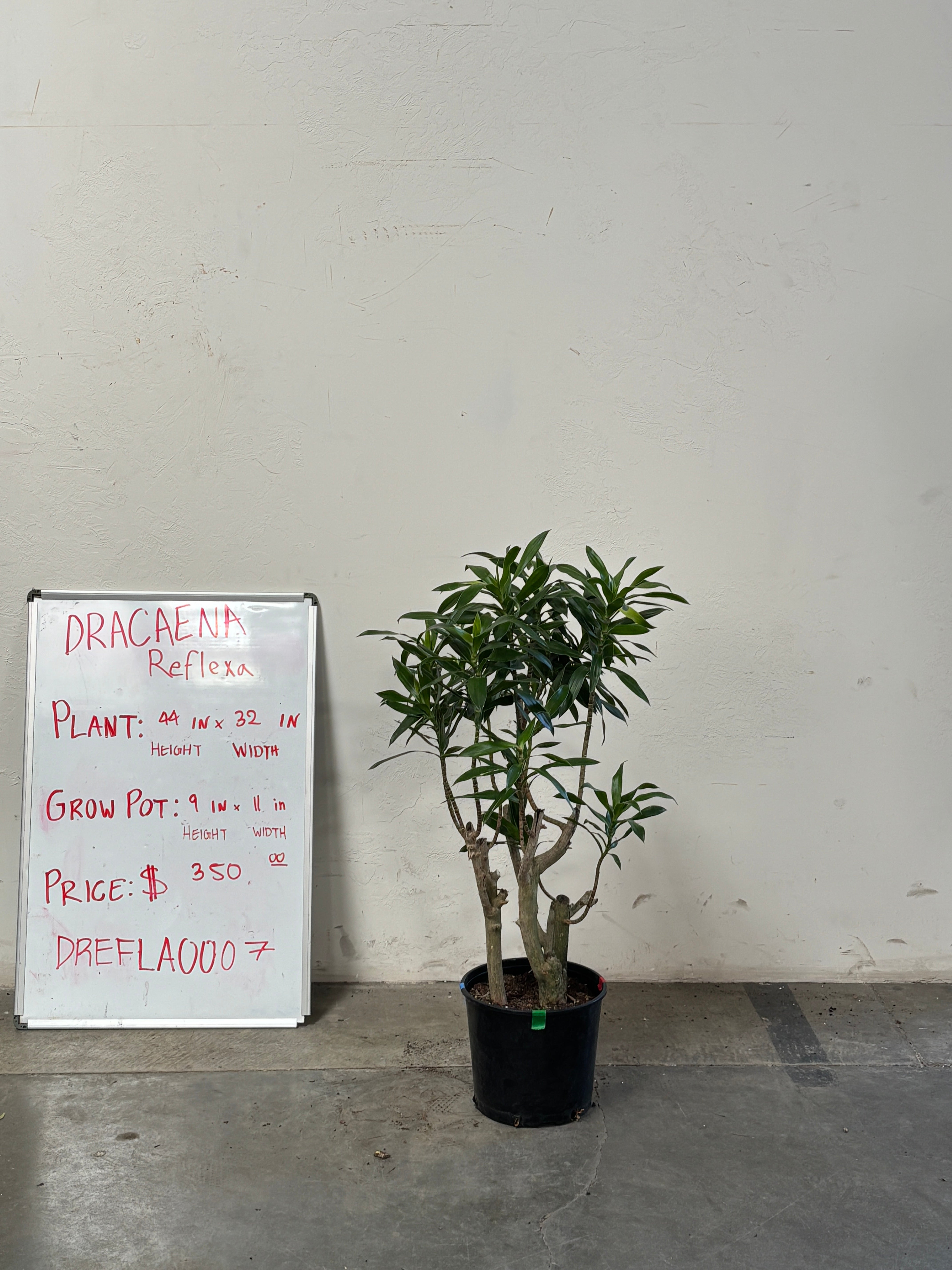 Dracaena Reflexa DREFLA007