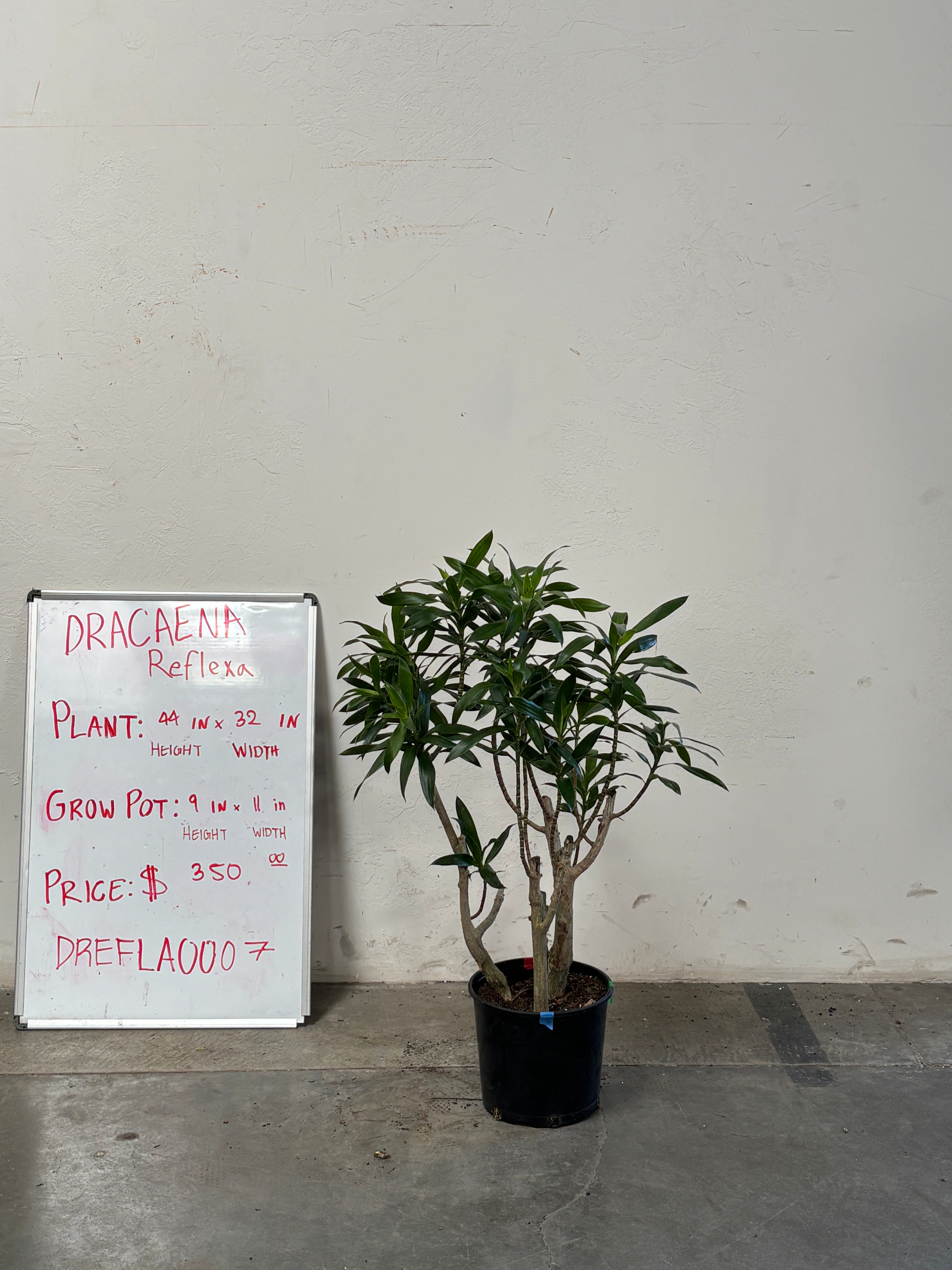 Dracaena Reflexa DREFLA007