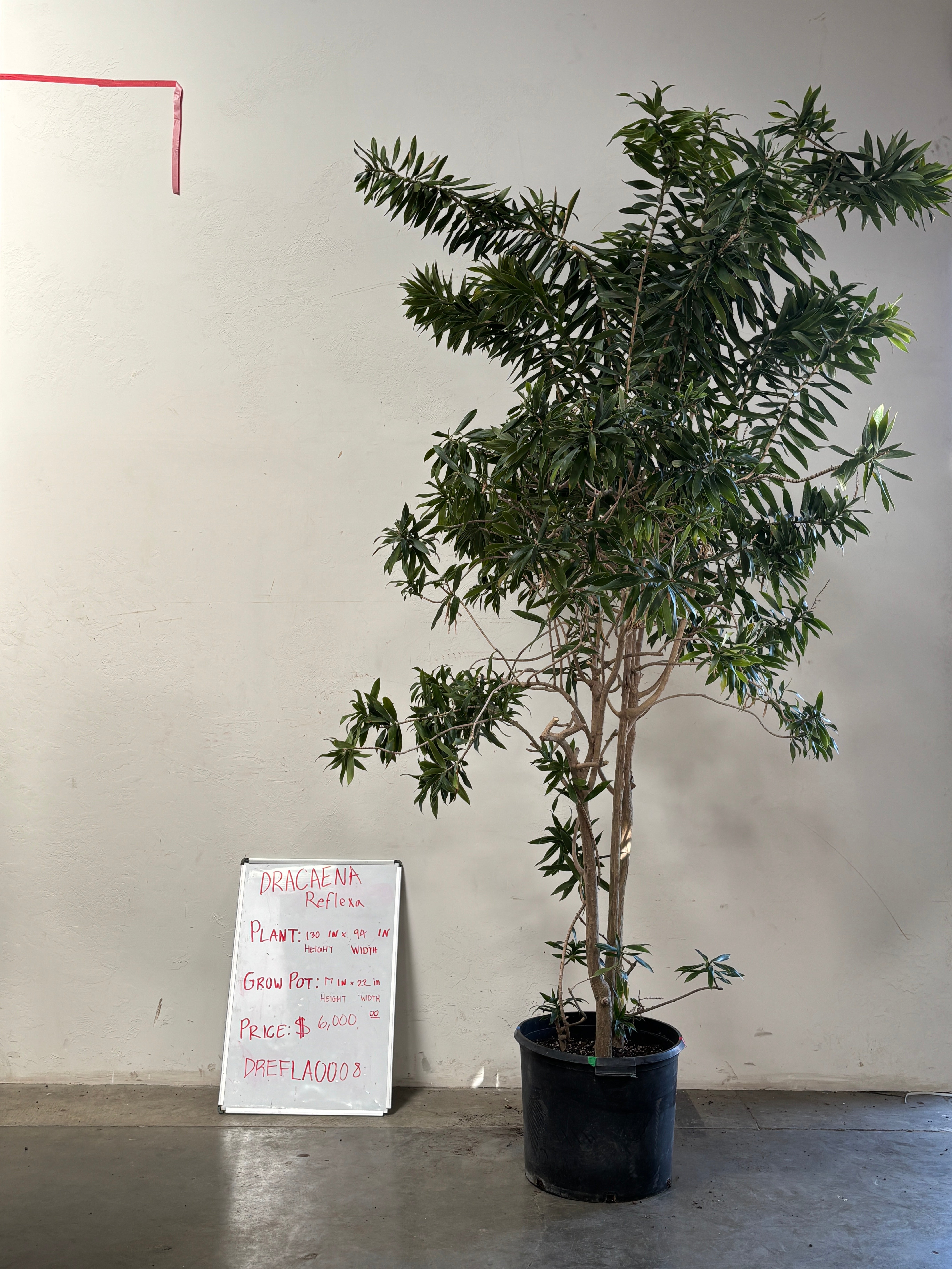 Dracaena Reflexa DREFLA008