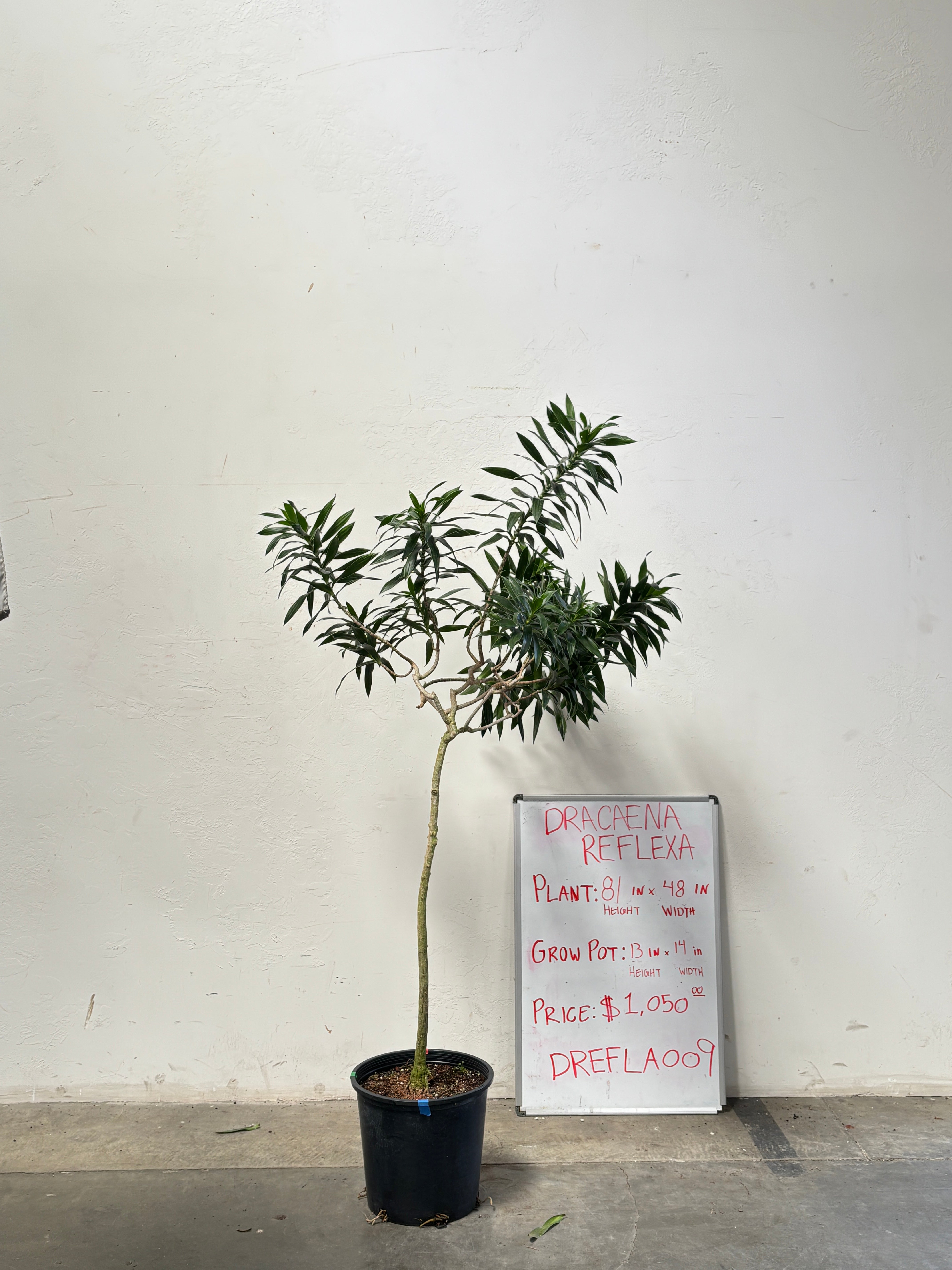 Dracaena Reflexa DREFLA009