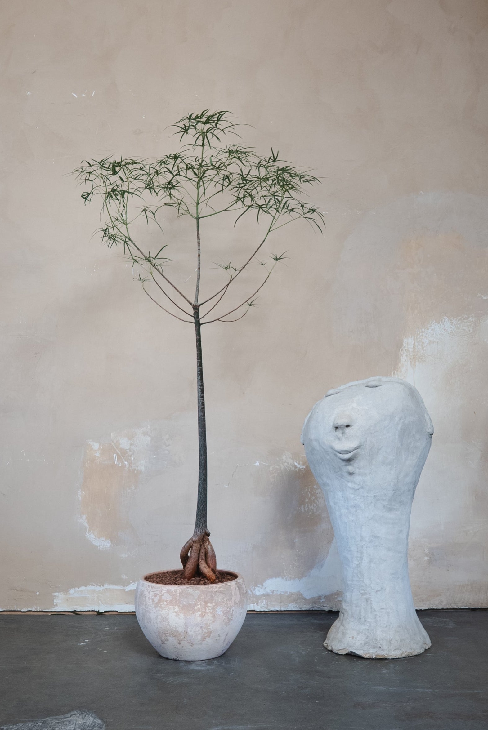 bottleneck plant Queensland Bottle Tree + Pot
