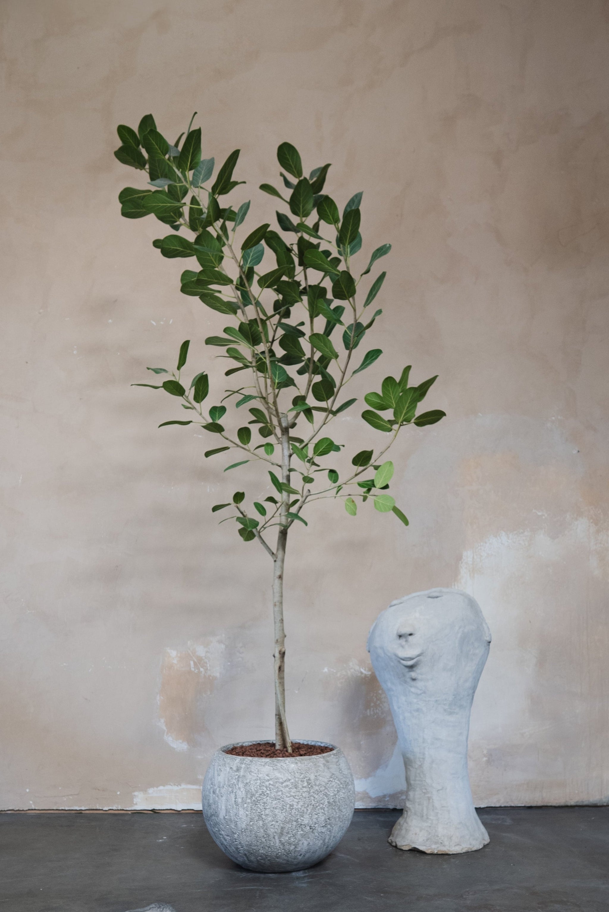 buy audrey ficus Ficus Audrey + Pot