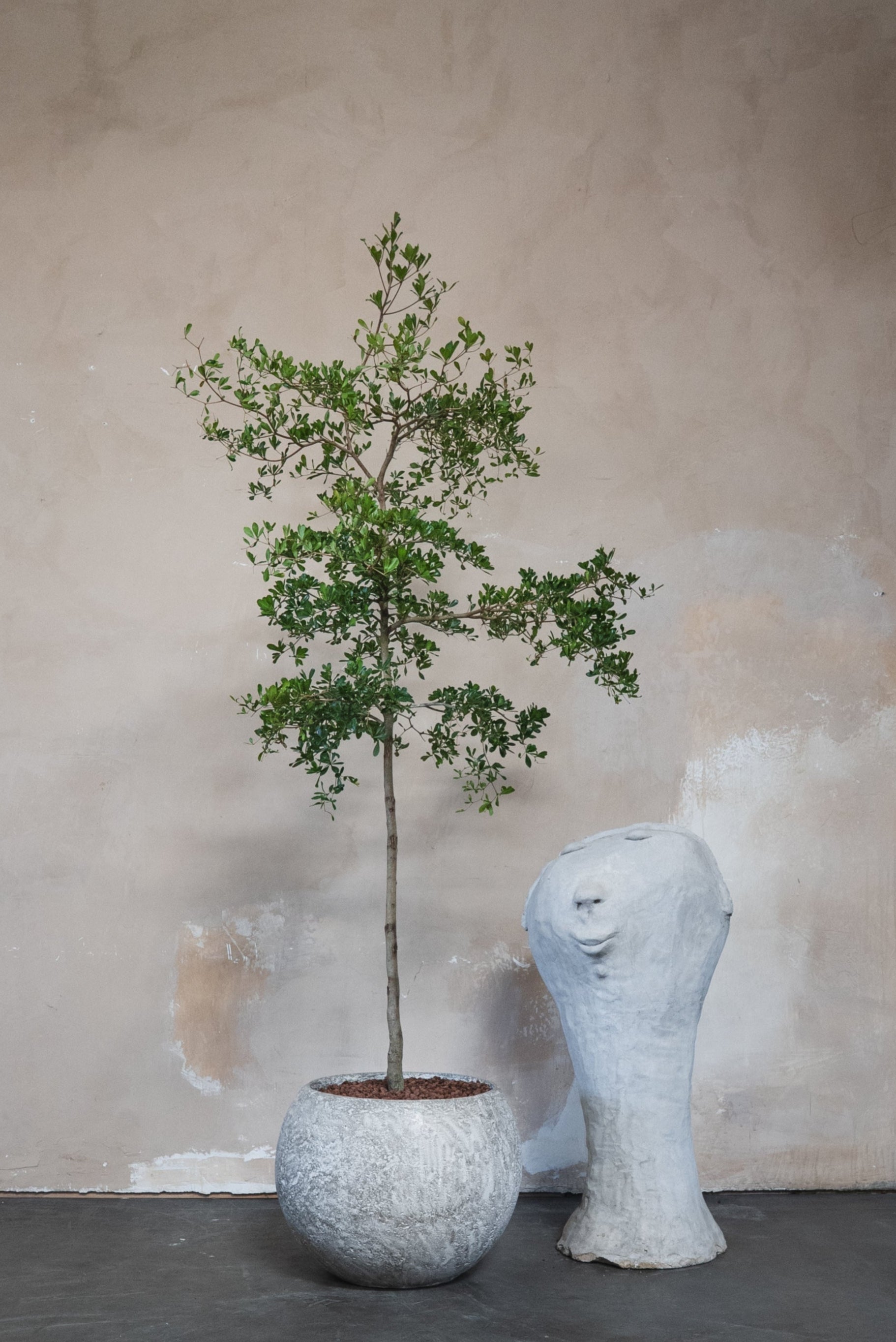 Black Olive Tree + Pot