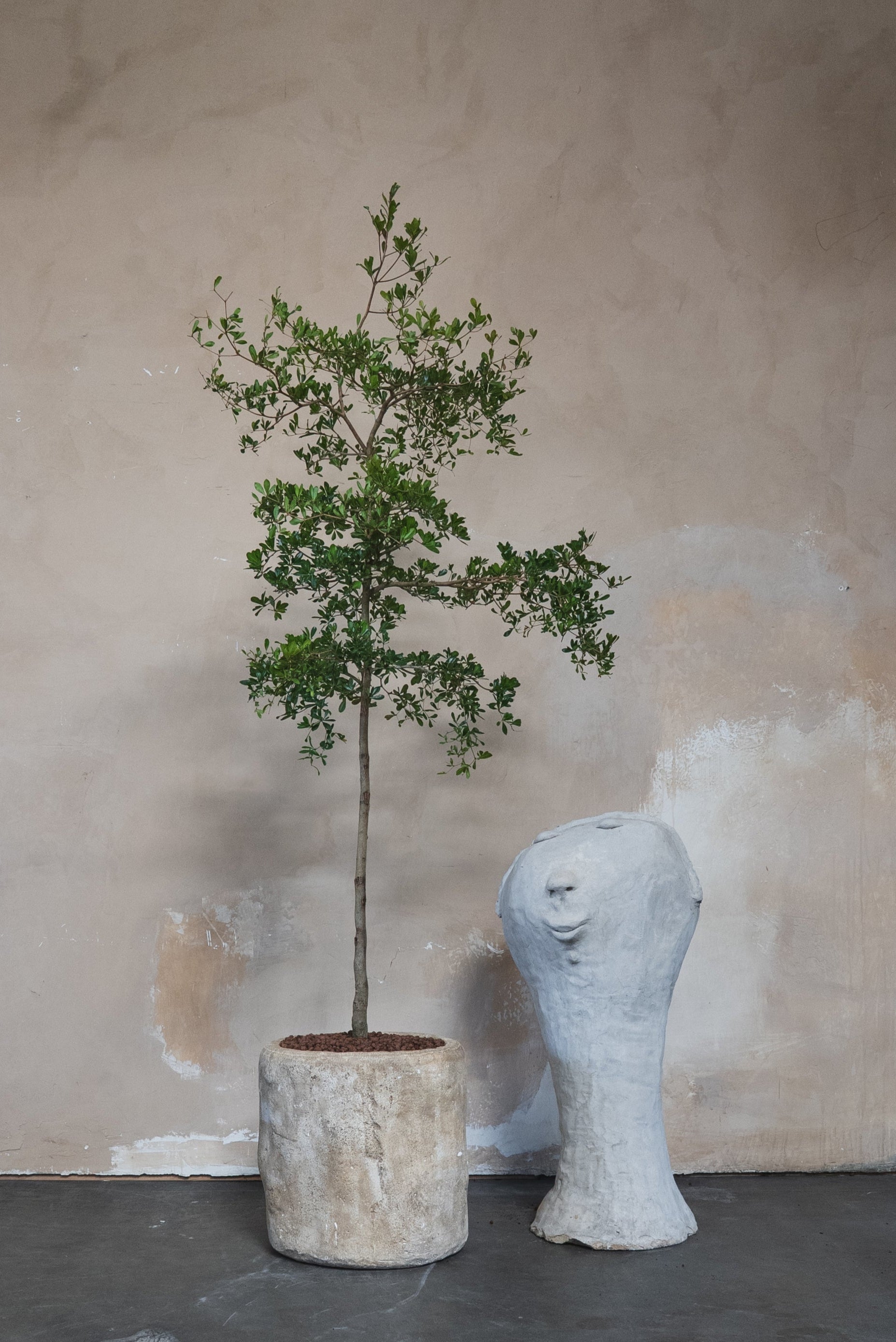 black olive plant indoor Black Olive Tree + Pot