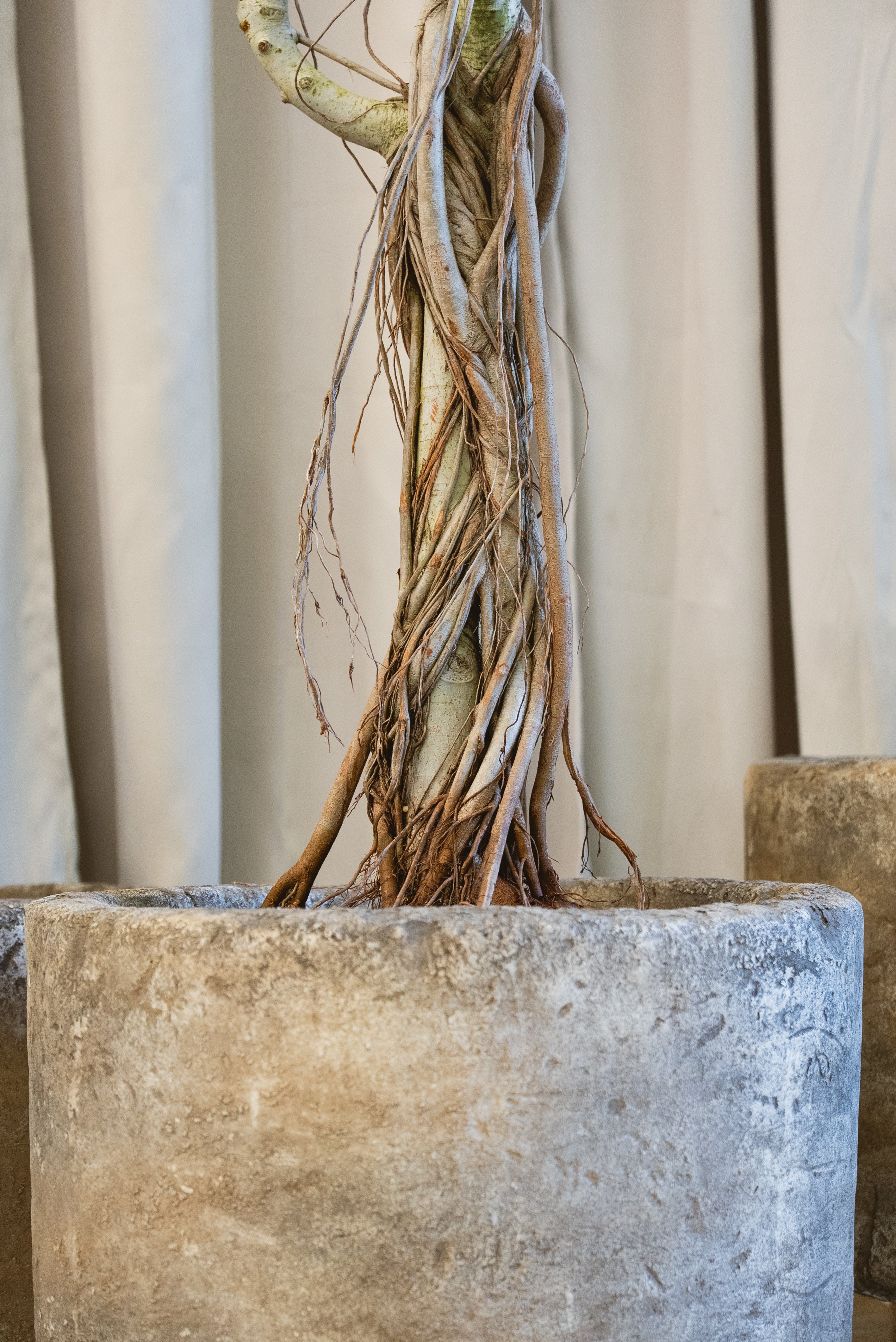 Featherweight Limestone