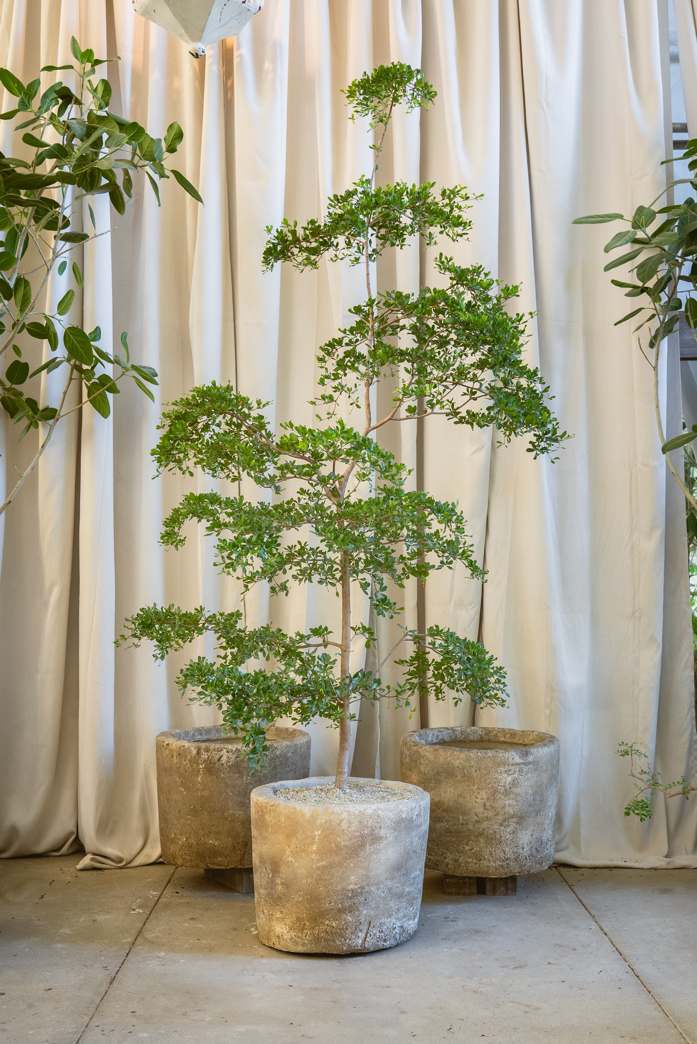 Featherweight Limestone