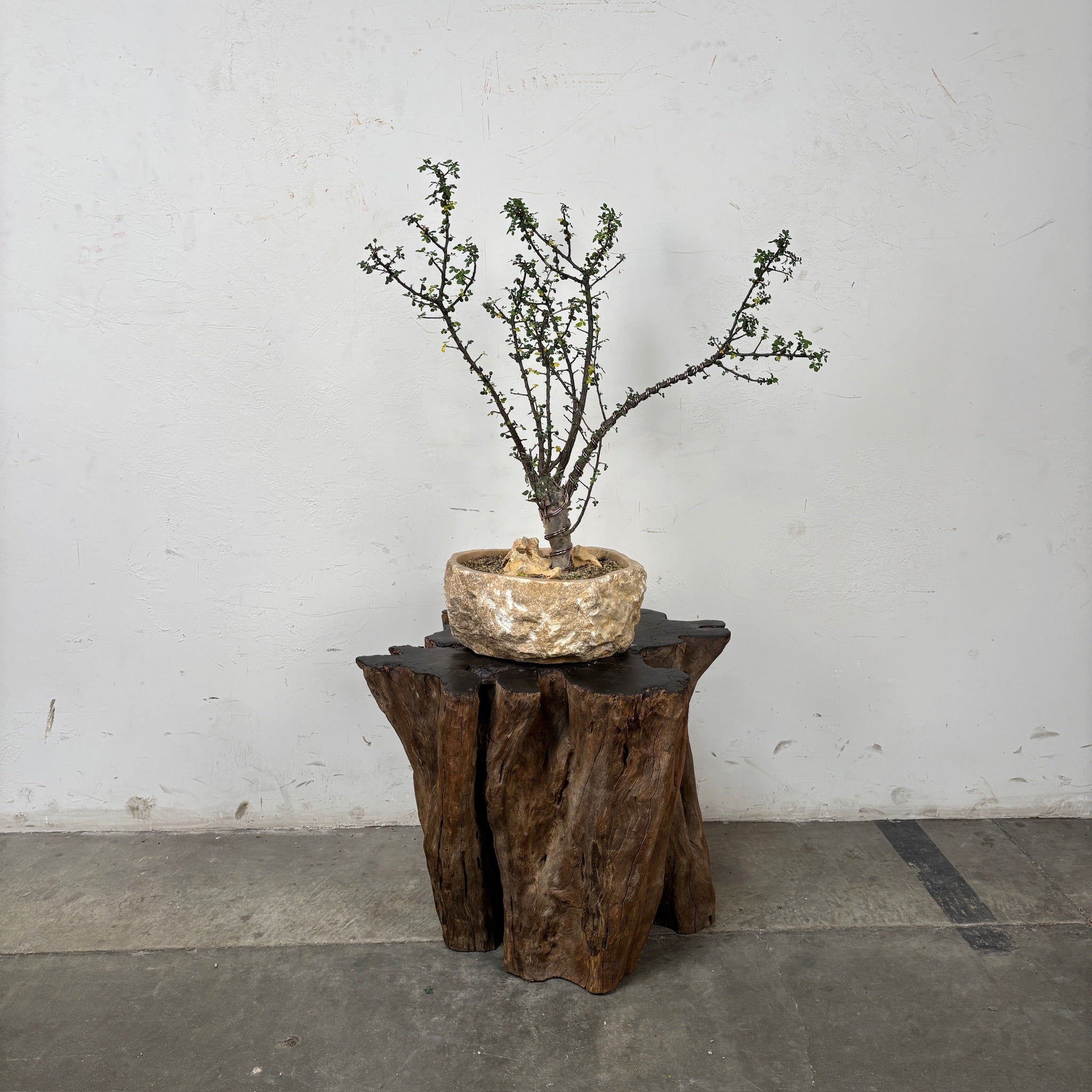 Copalwood Tree (Bursera fagaroides) + Onyx Planter