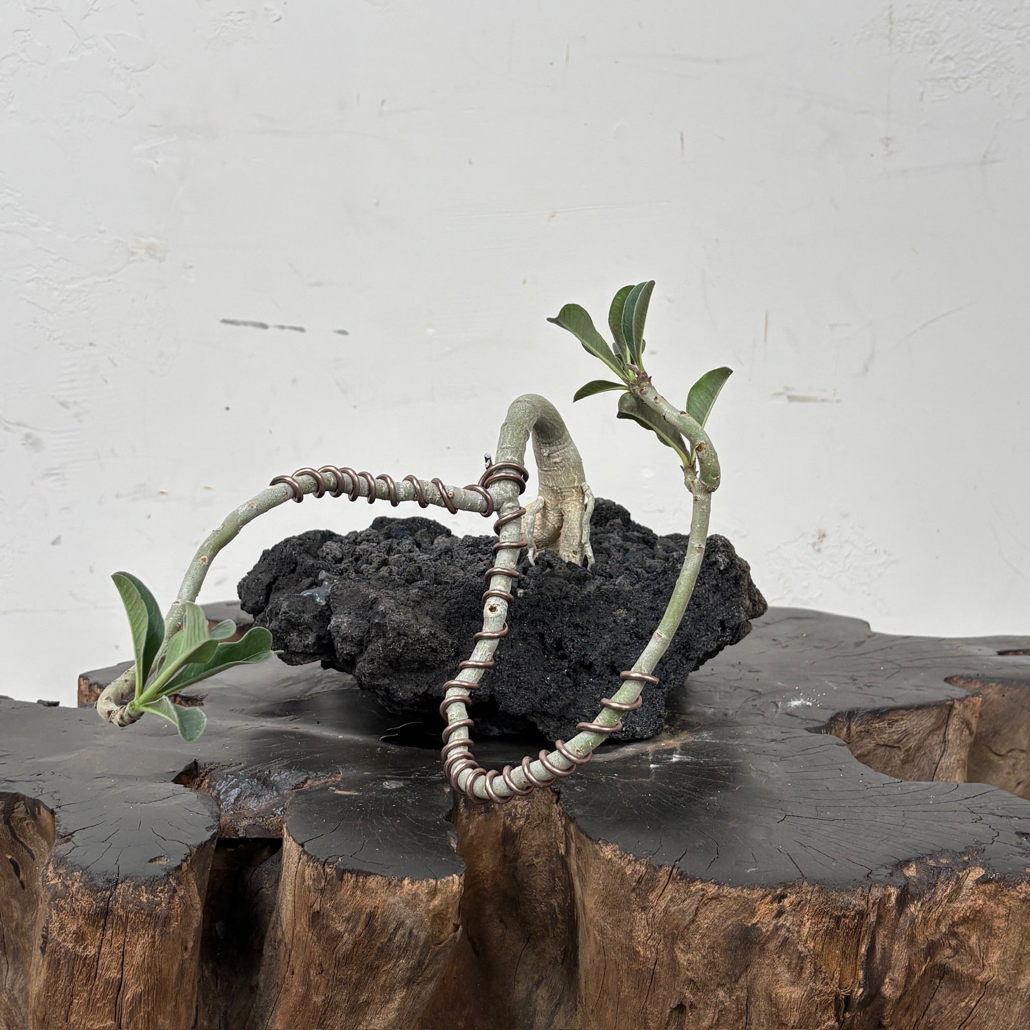 Desert Rose (Adenium arabicum) + Lava Stone Planter