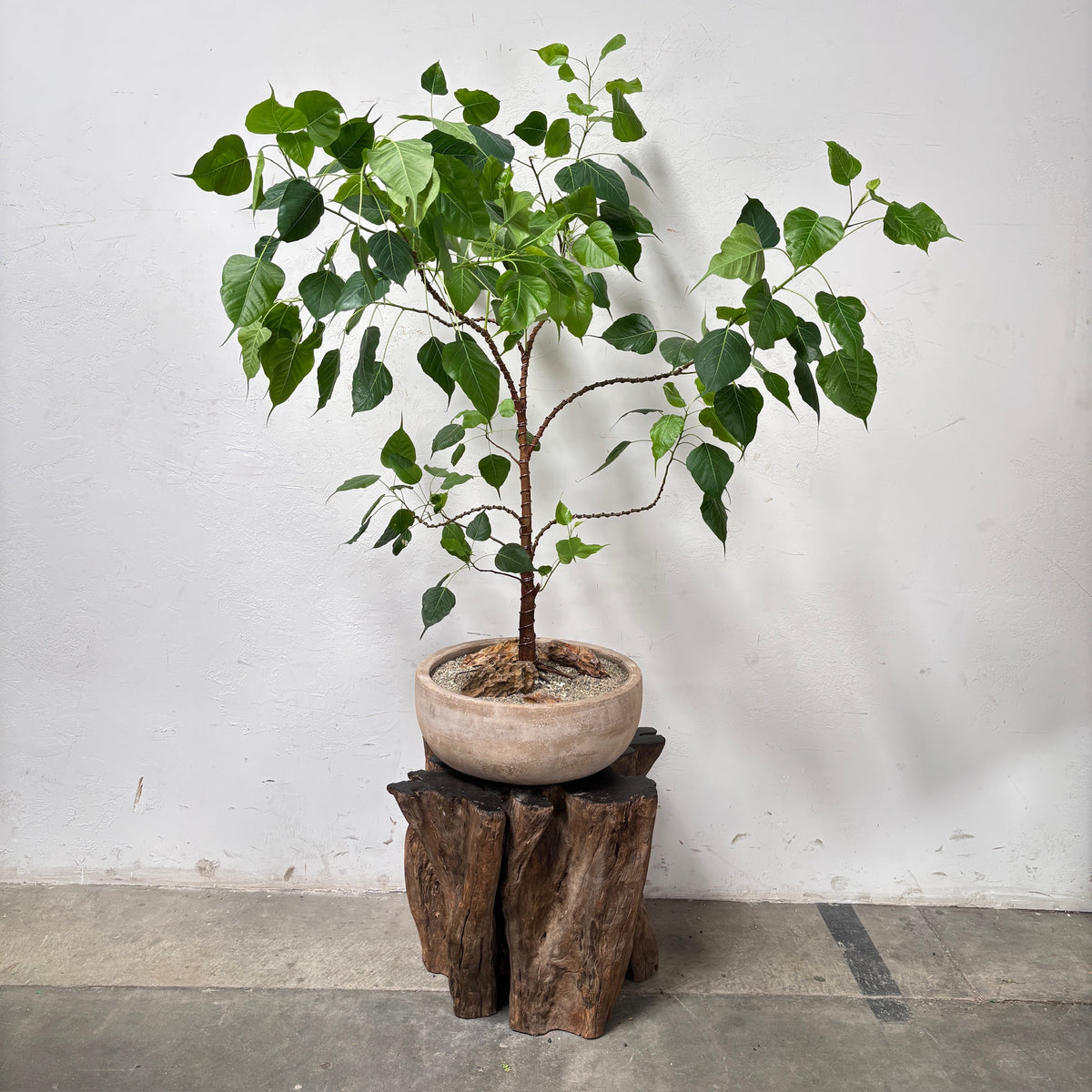 Sacred Fig (Ficus religiosa) + Vietnamese Terracotta Planter