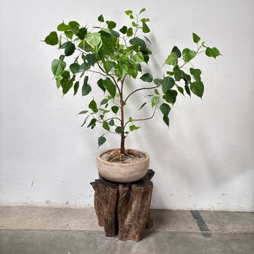 Sacred Fig (Ficus religiosa) + Vietnamese Terracotta Planter