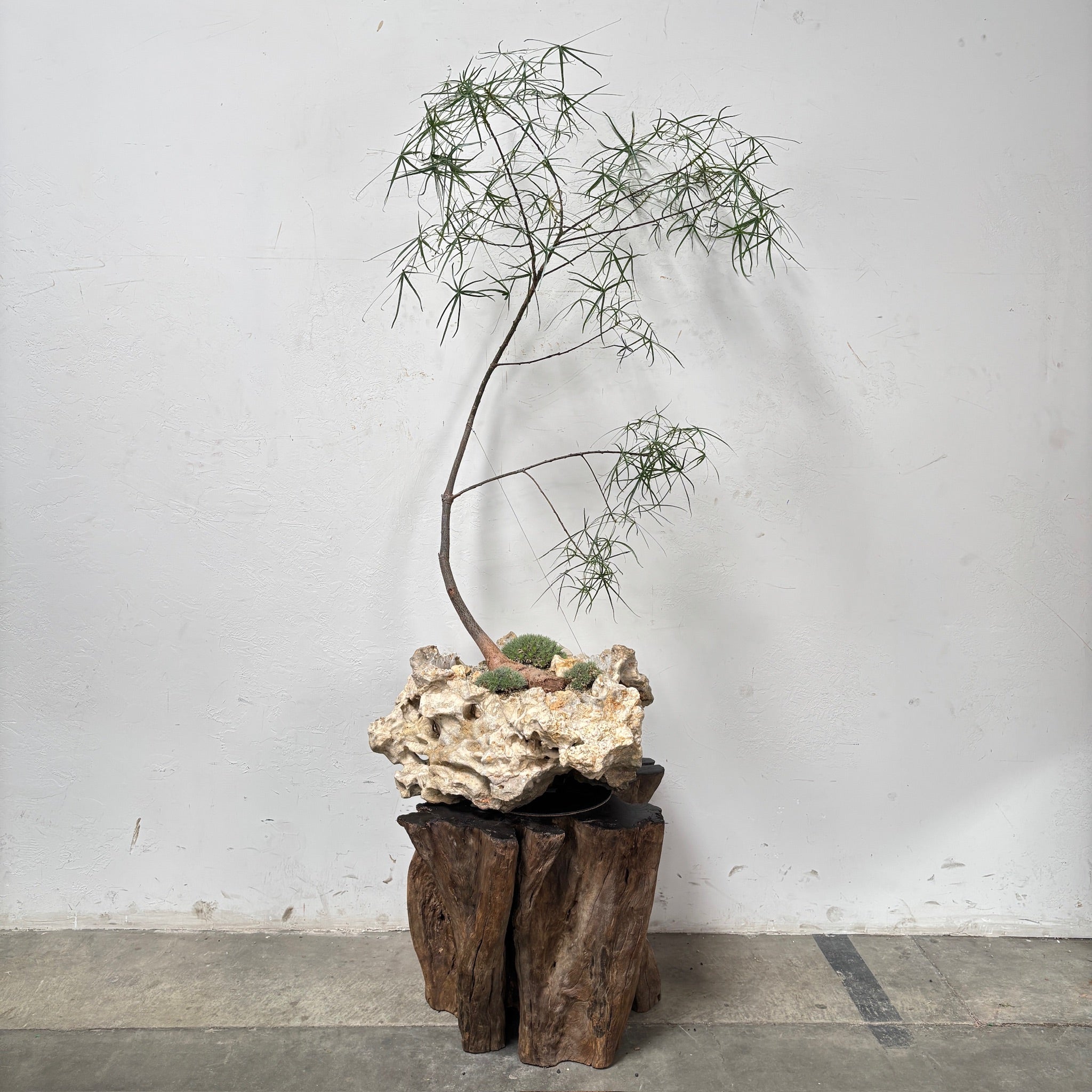Australian Bottle Tree (Brachychiton rupestris) + Coral Stone Planter