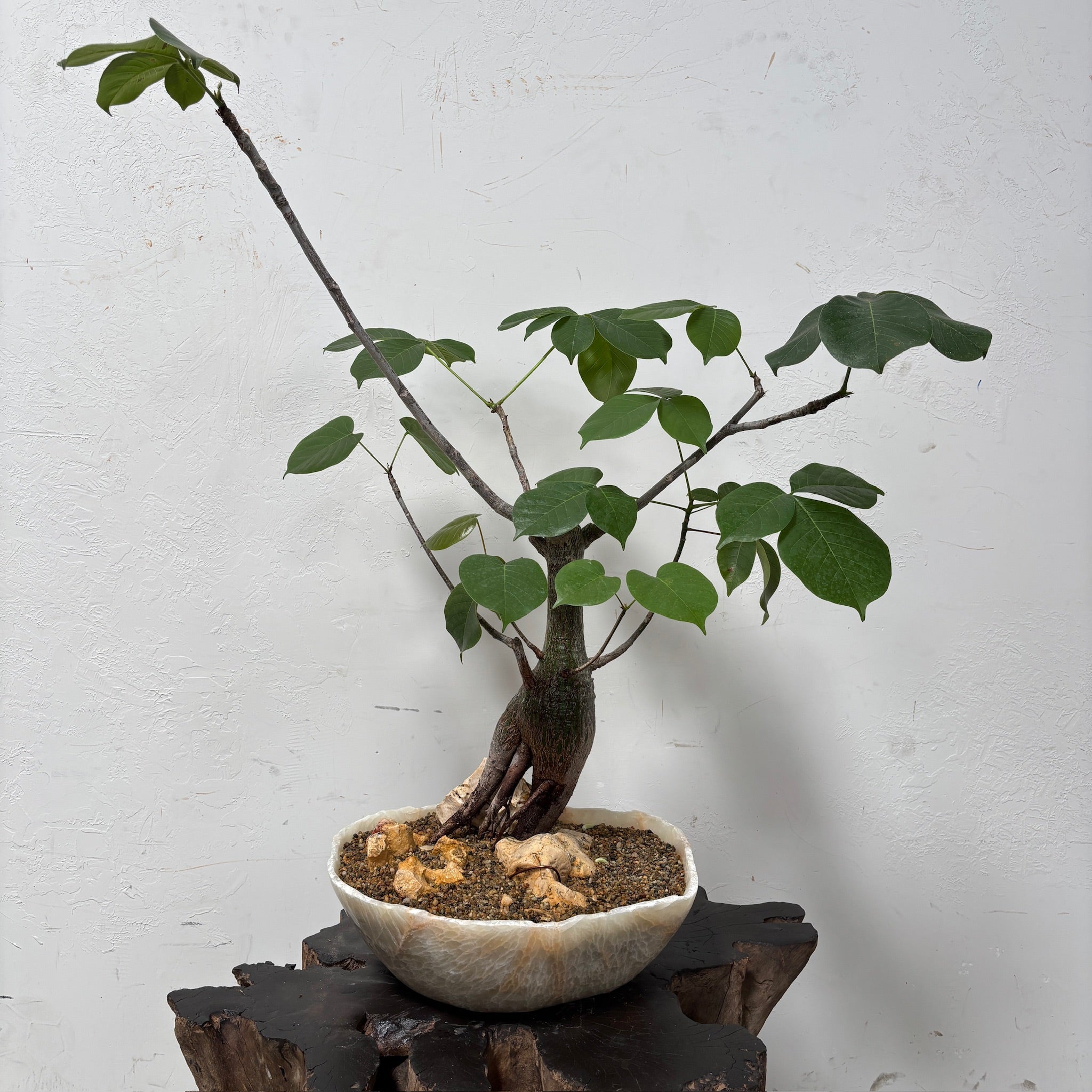 Shaing Brush Tree (Pseudobombax elipticum) + Onyx Vessel