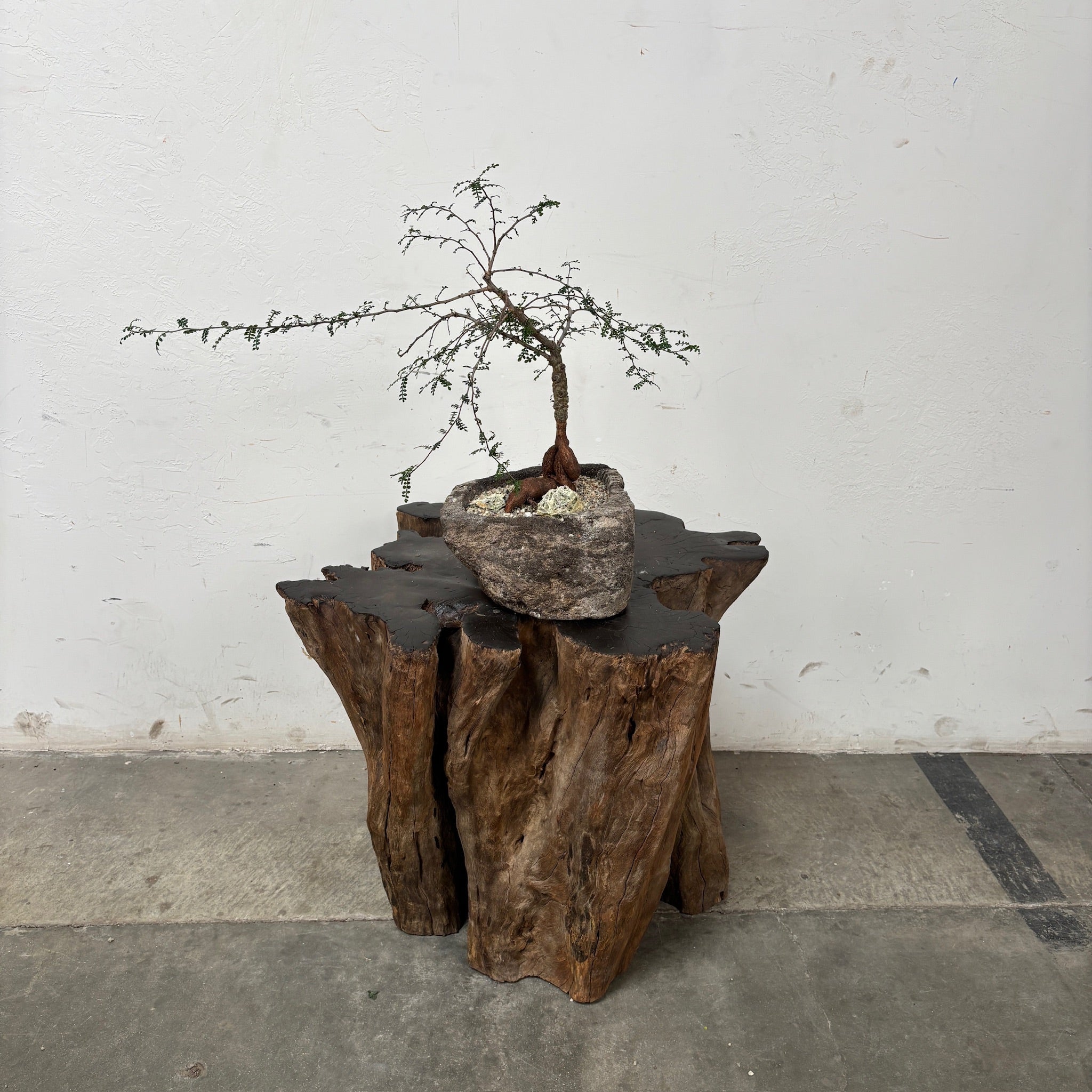 Madagascar Elephant Tree (Operculicarya decaryi) + Lava Stone Planter