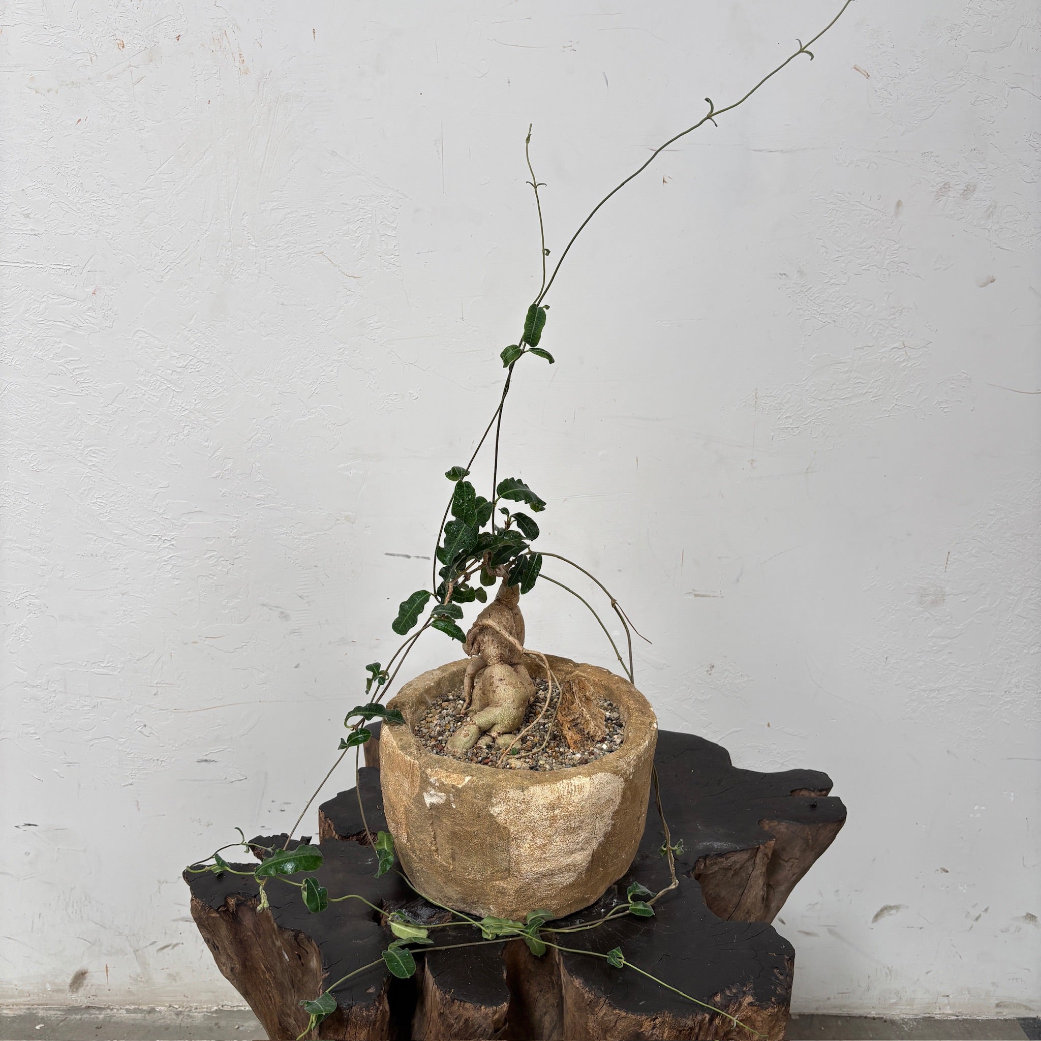 Fockea multiflora + Limestone Planter