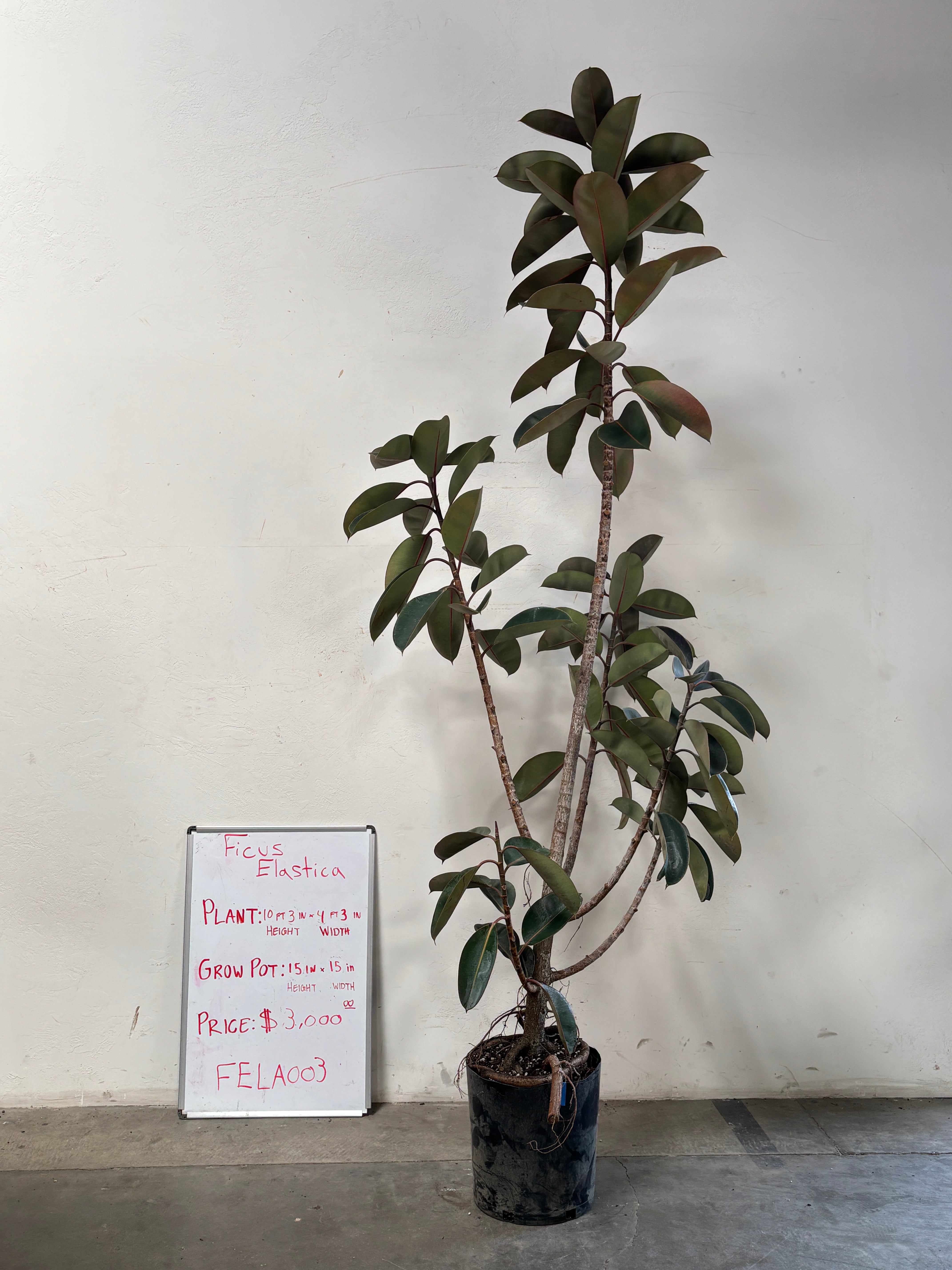 Ficus Elastica FELA003