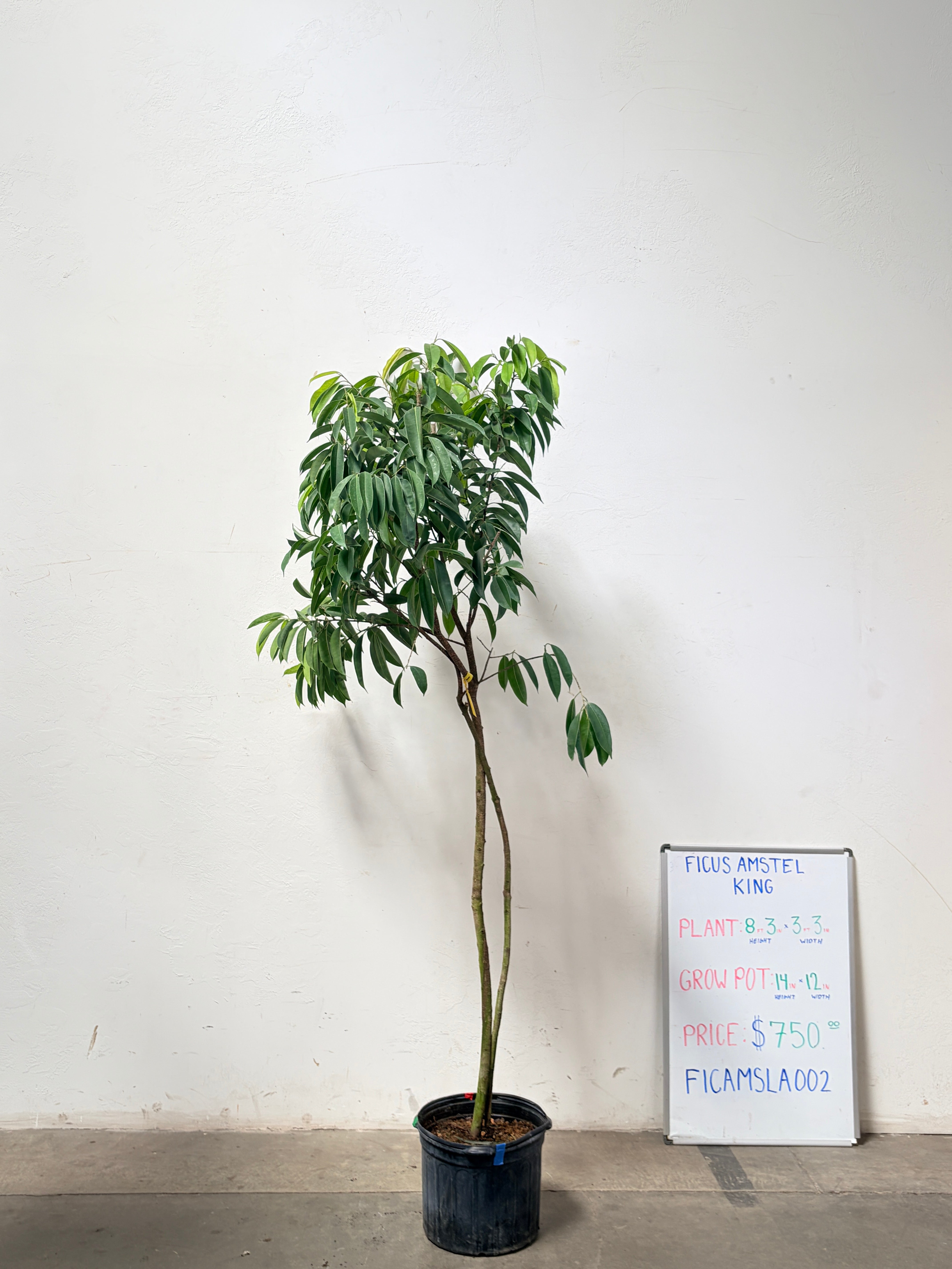 Ficus Amstel FICAMSLA002