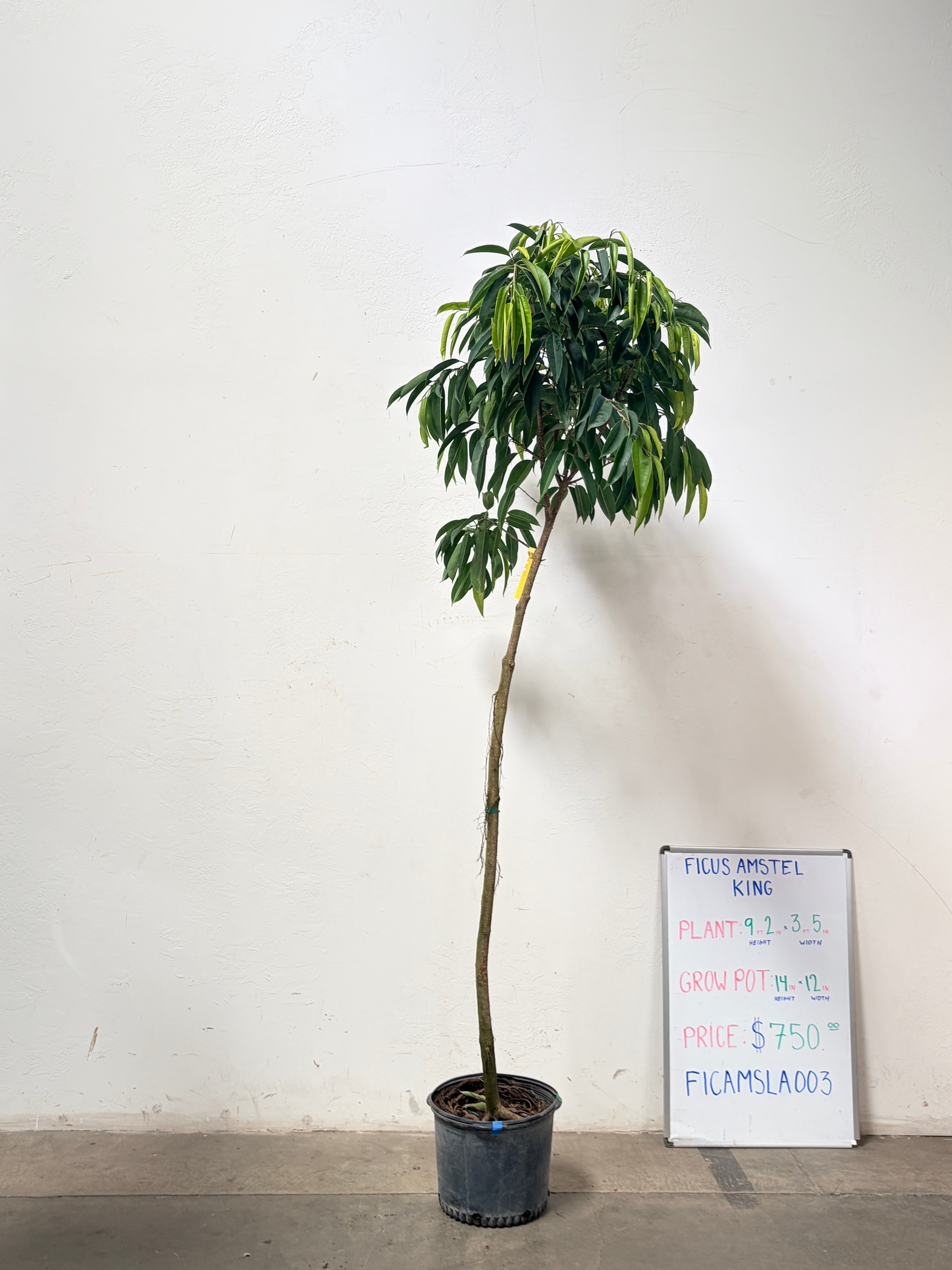 Ficus Amstel FICAMSLA003
