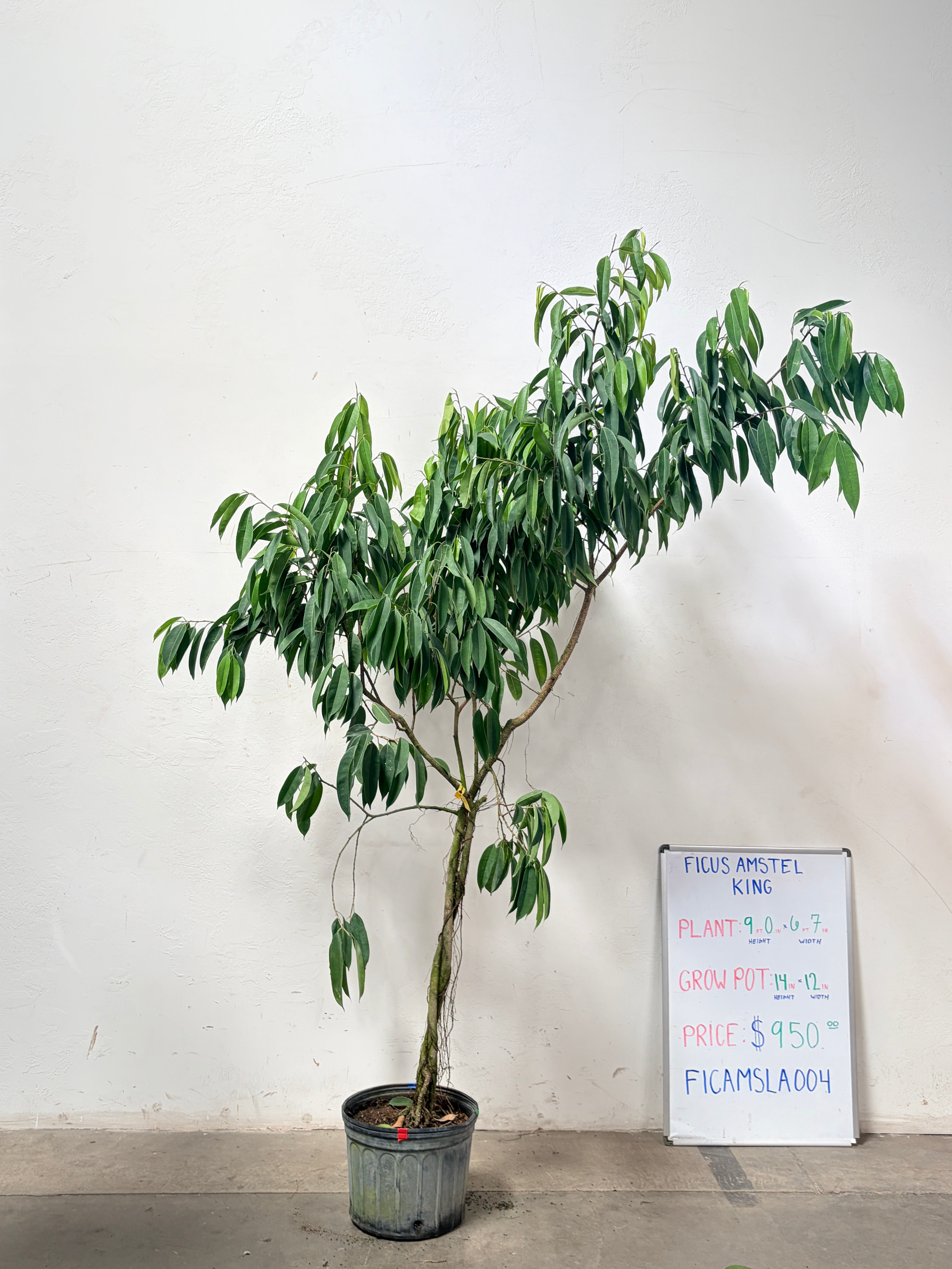 Ficus Amstel FICAMSLA004