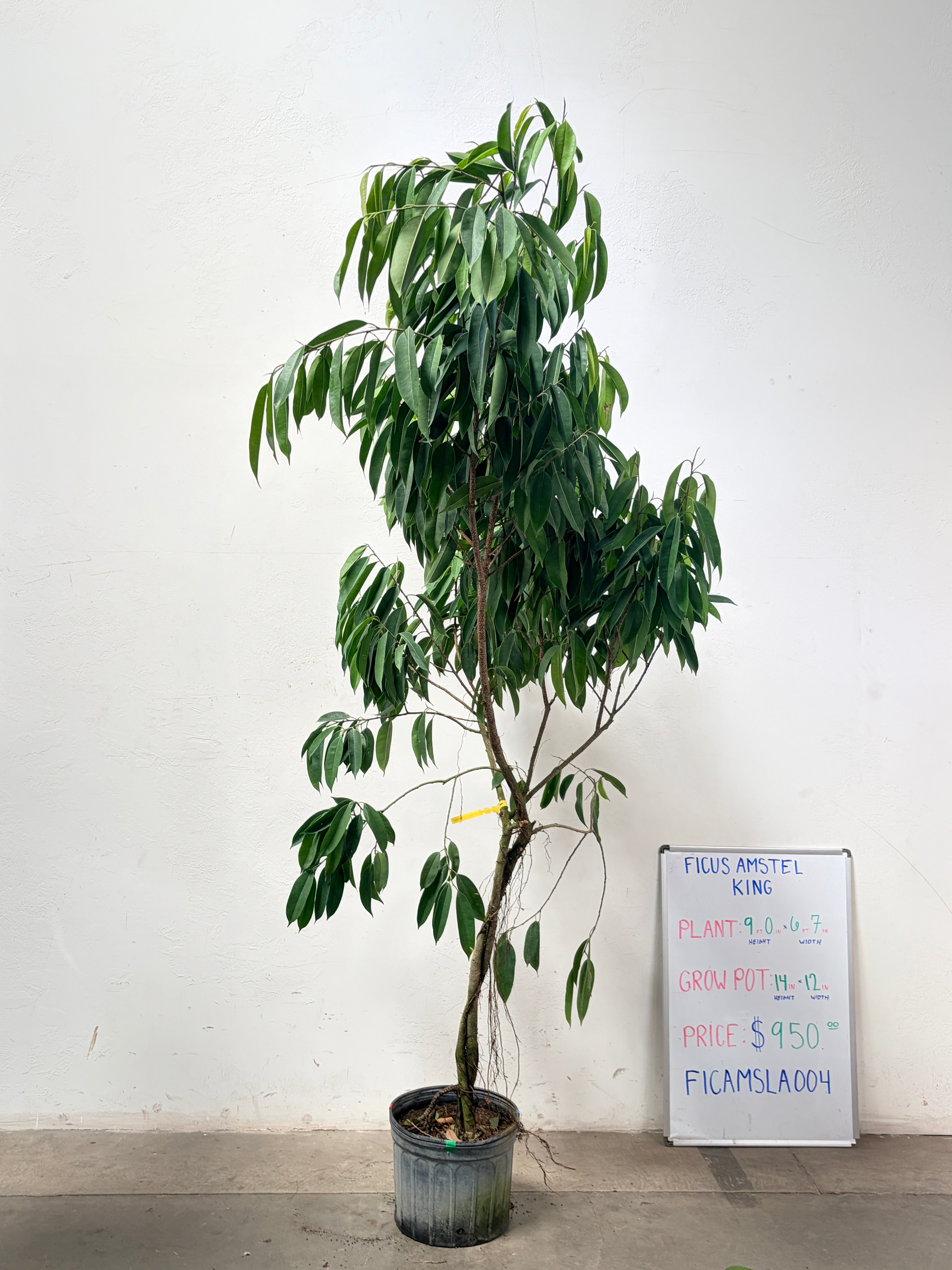 Ficus Amstel FICAMSLA004