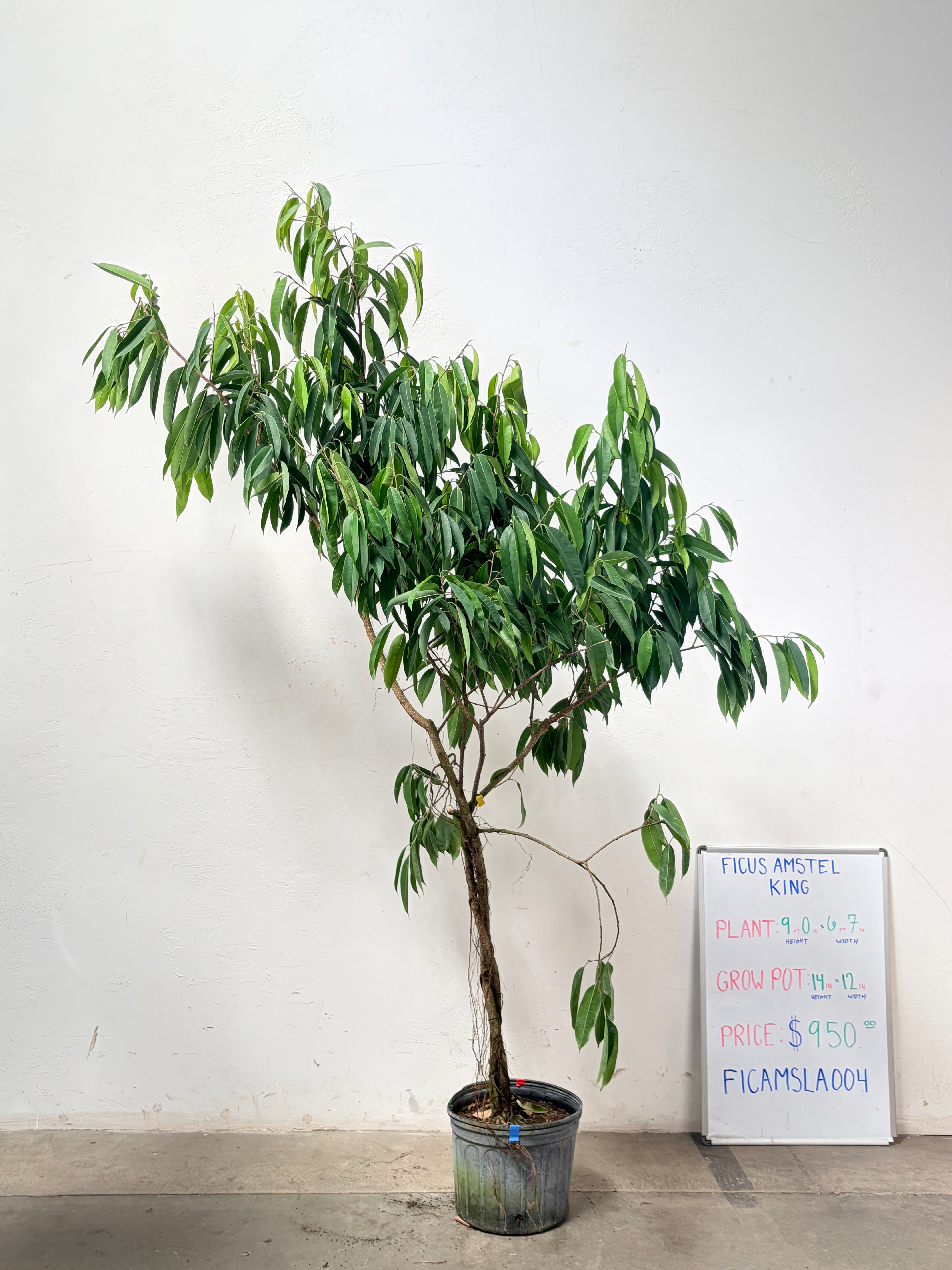 Ficus Amstel FICAMSLA004