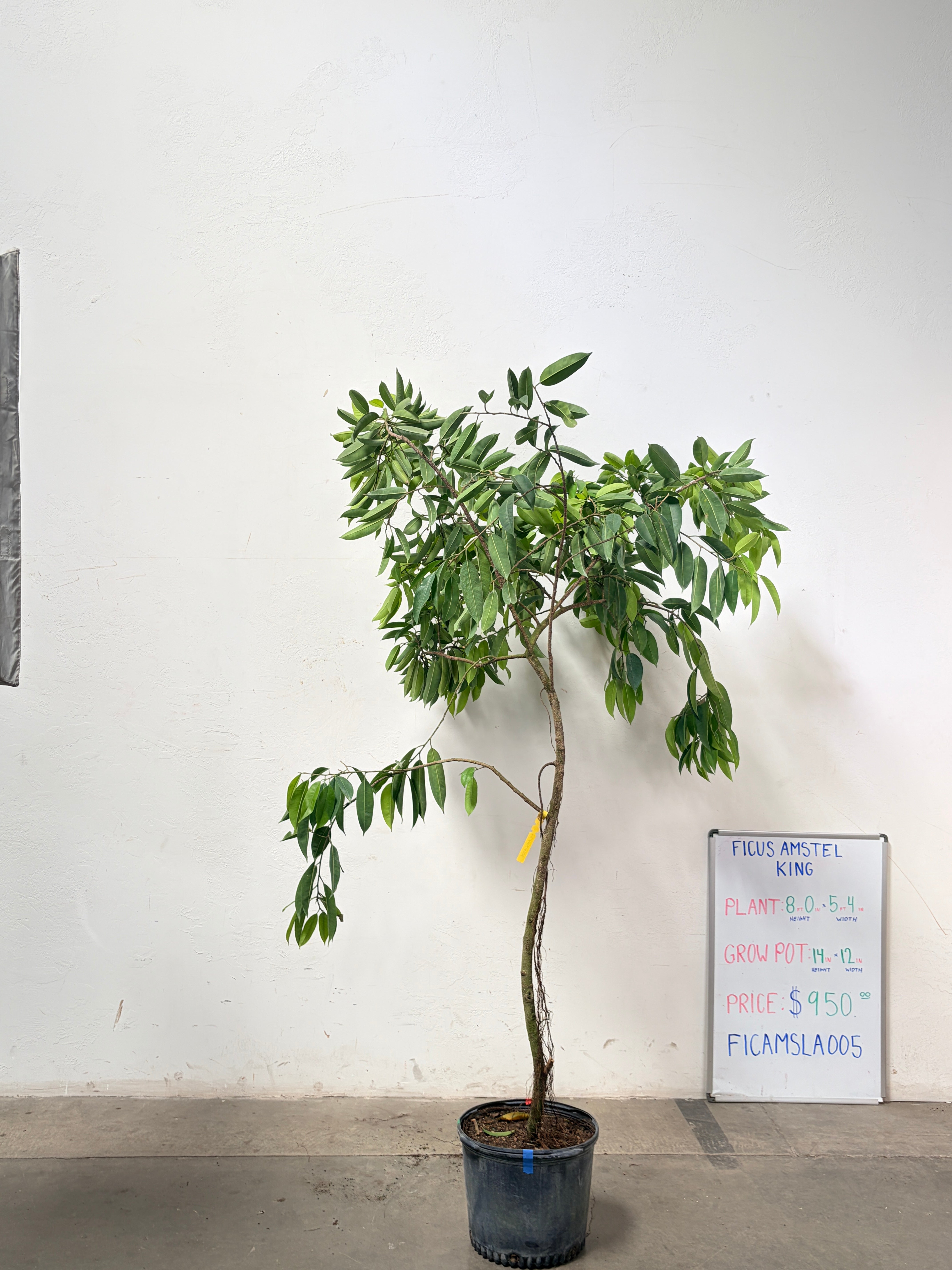 Ficus Amstel FICAMSLA005