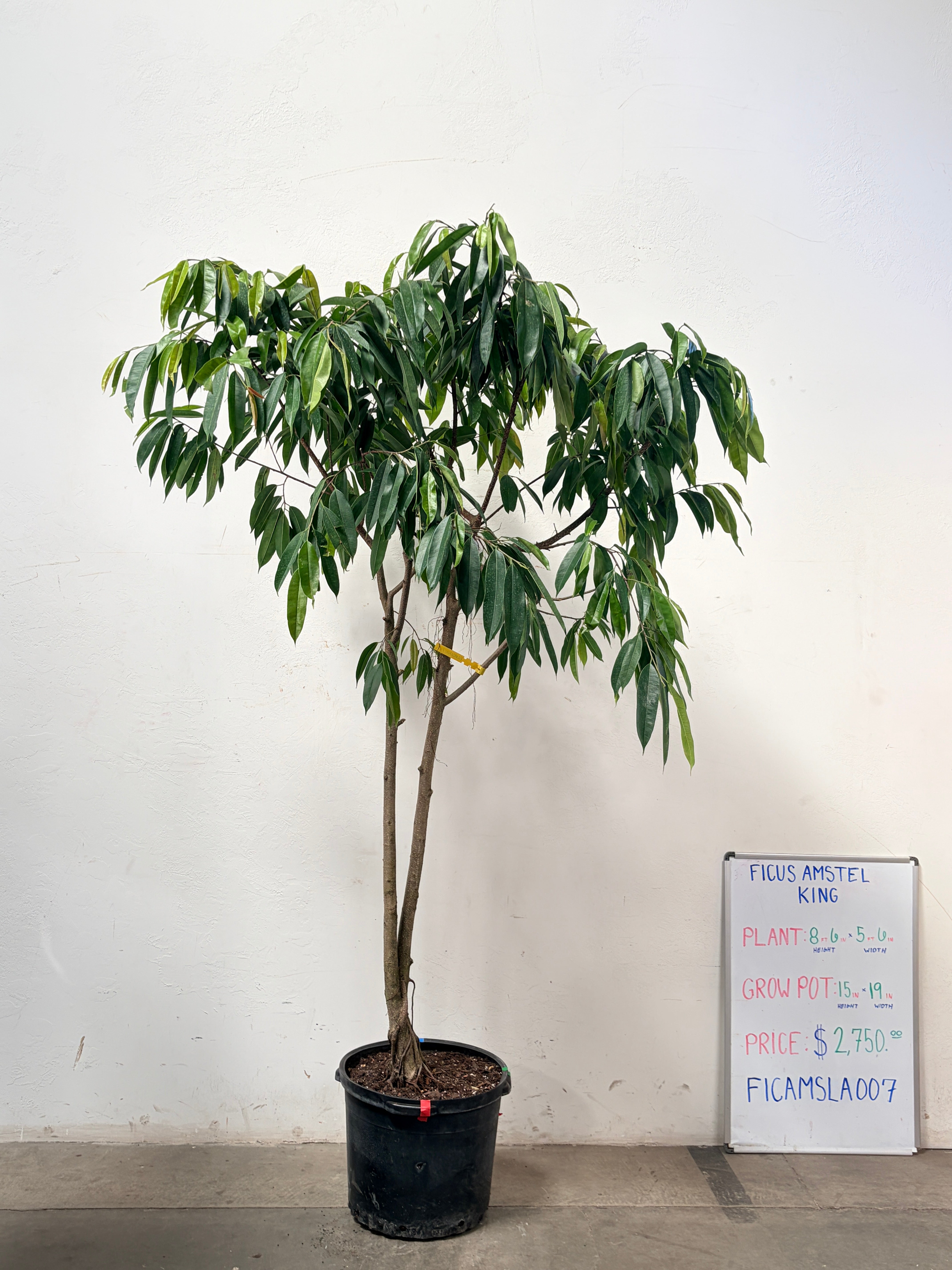 Ficus Amstel FICAMSLA007