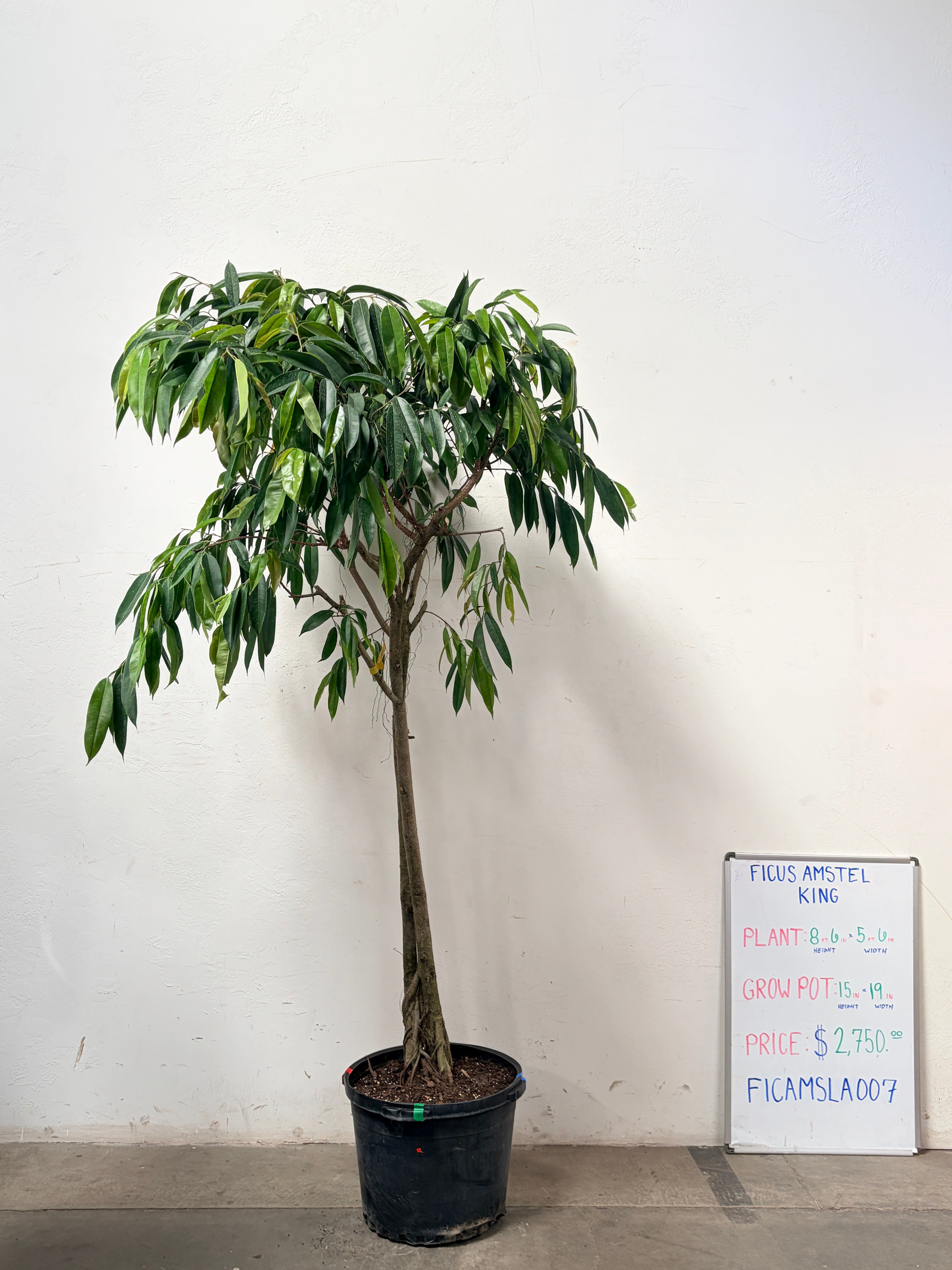 Ficus Amstel FICAMSLA007