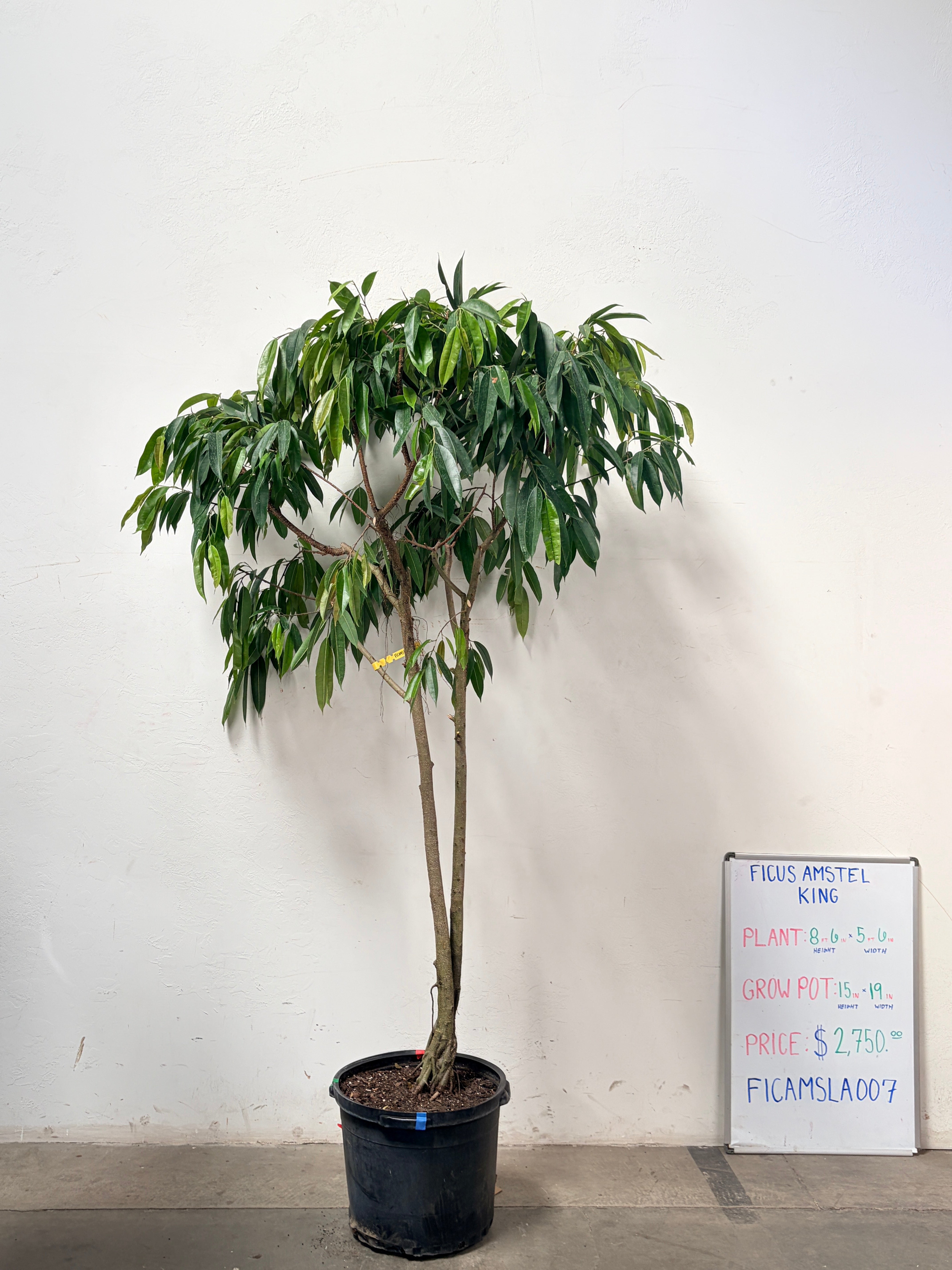Ficus Amstel FICAMSLA007