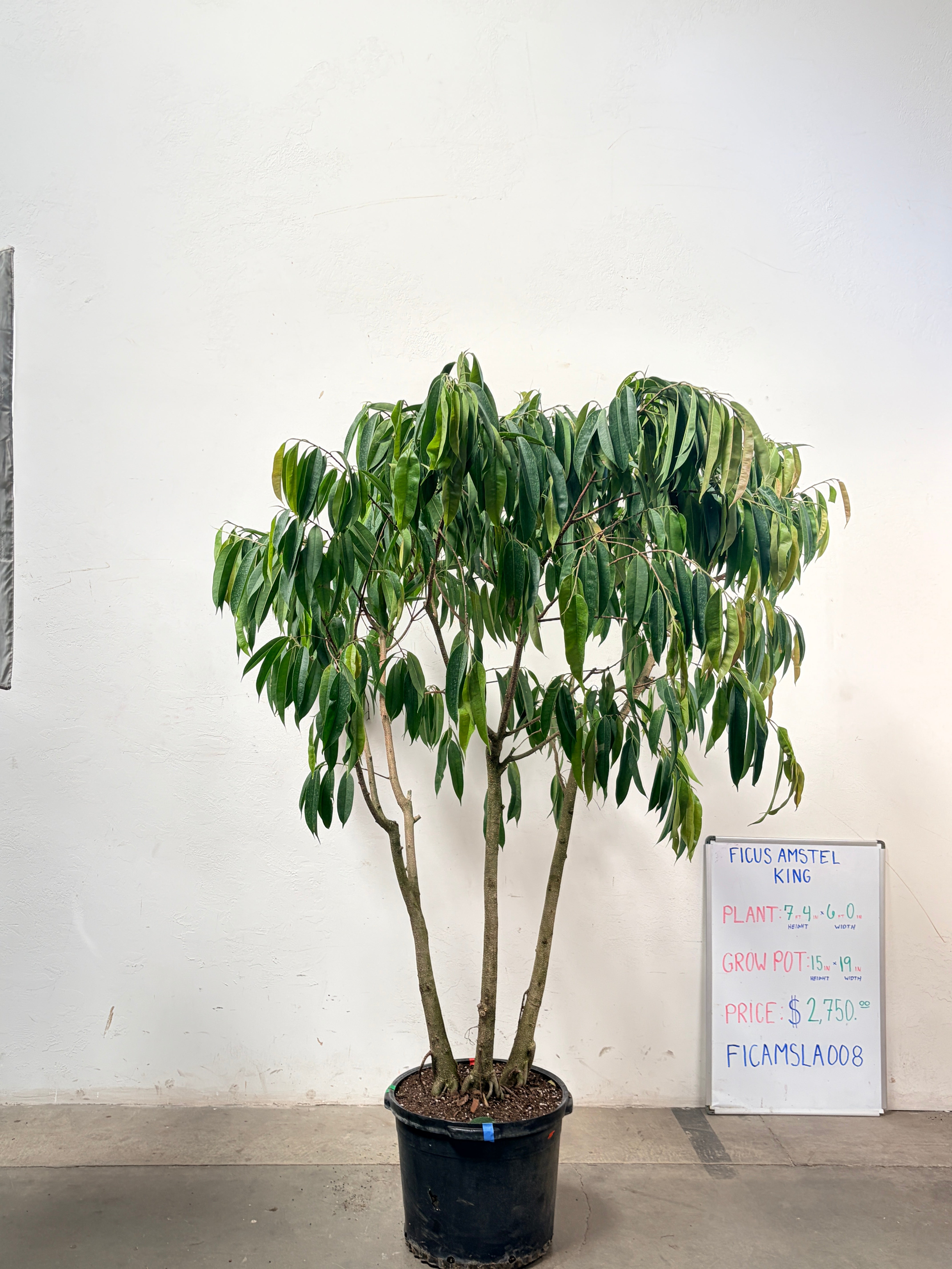 Ficus Amstel FICAMSLA008