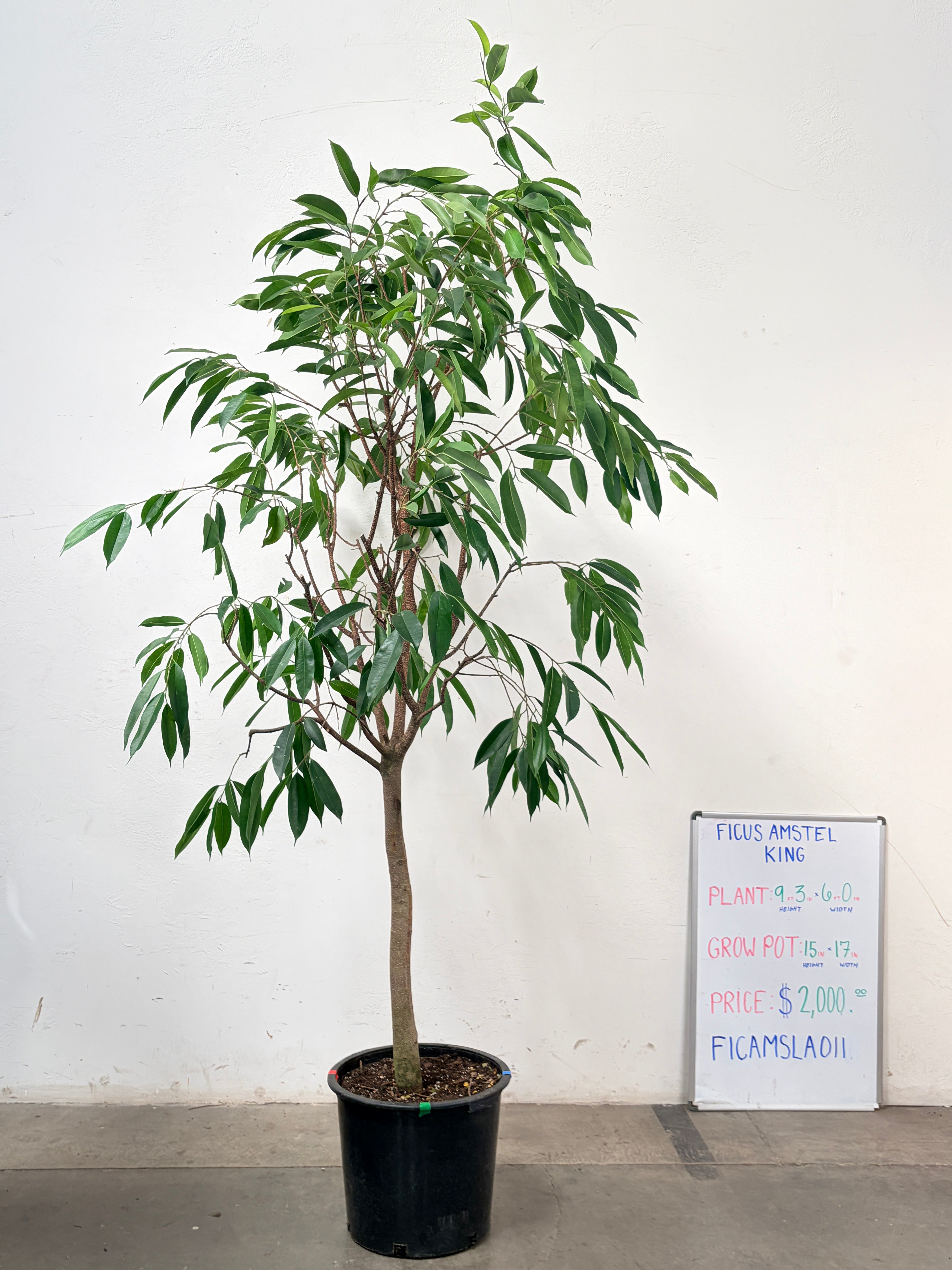 Ficus Amstel FICAMSLA011