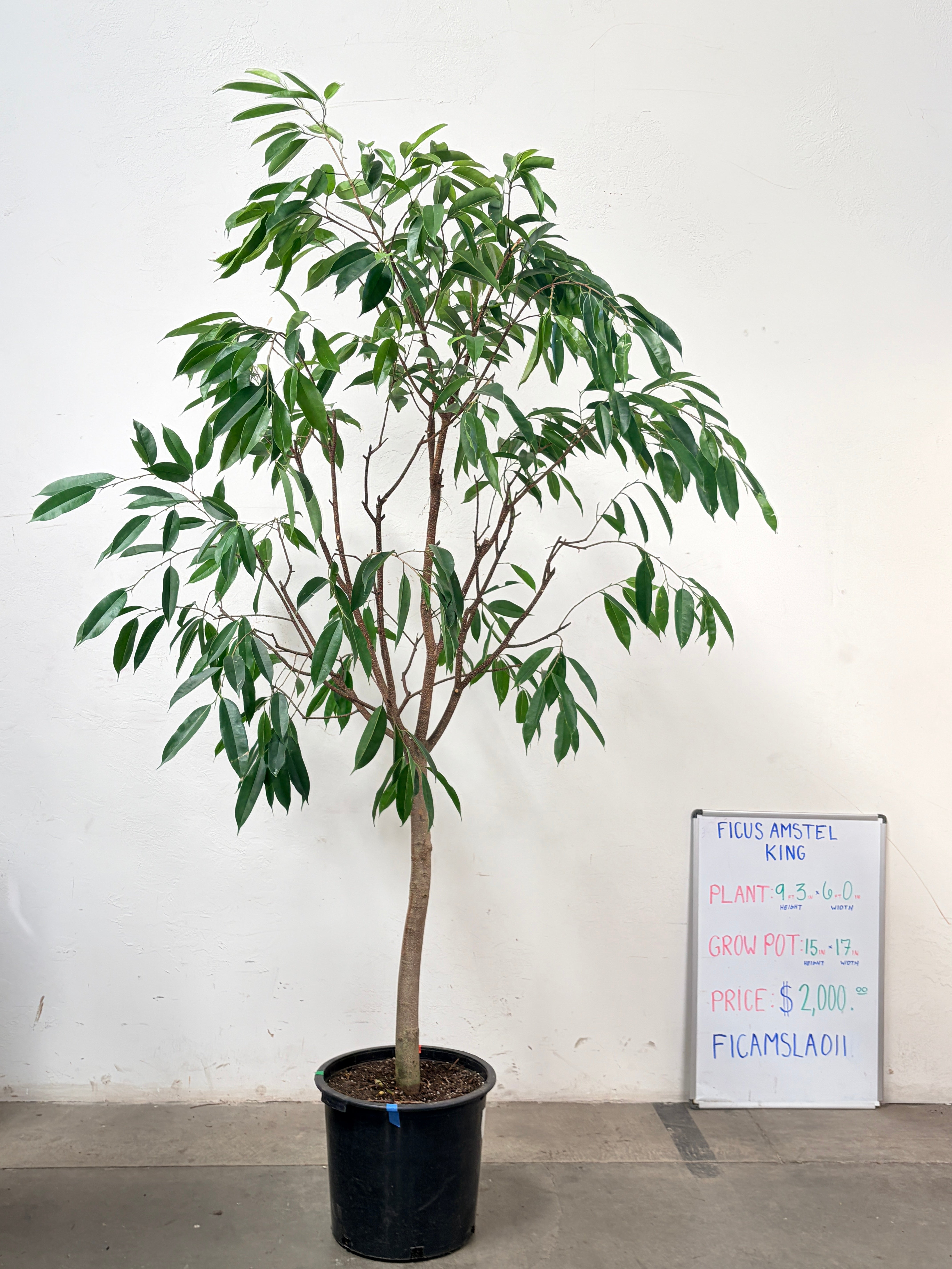 Ficus Amstel FICAMSLA011