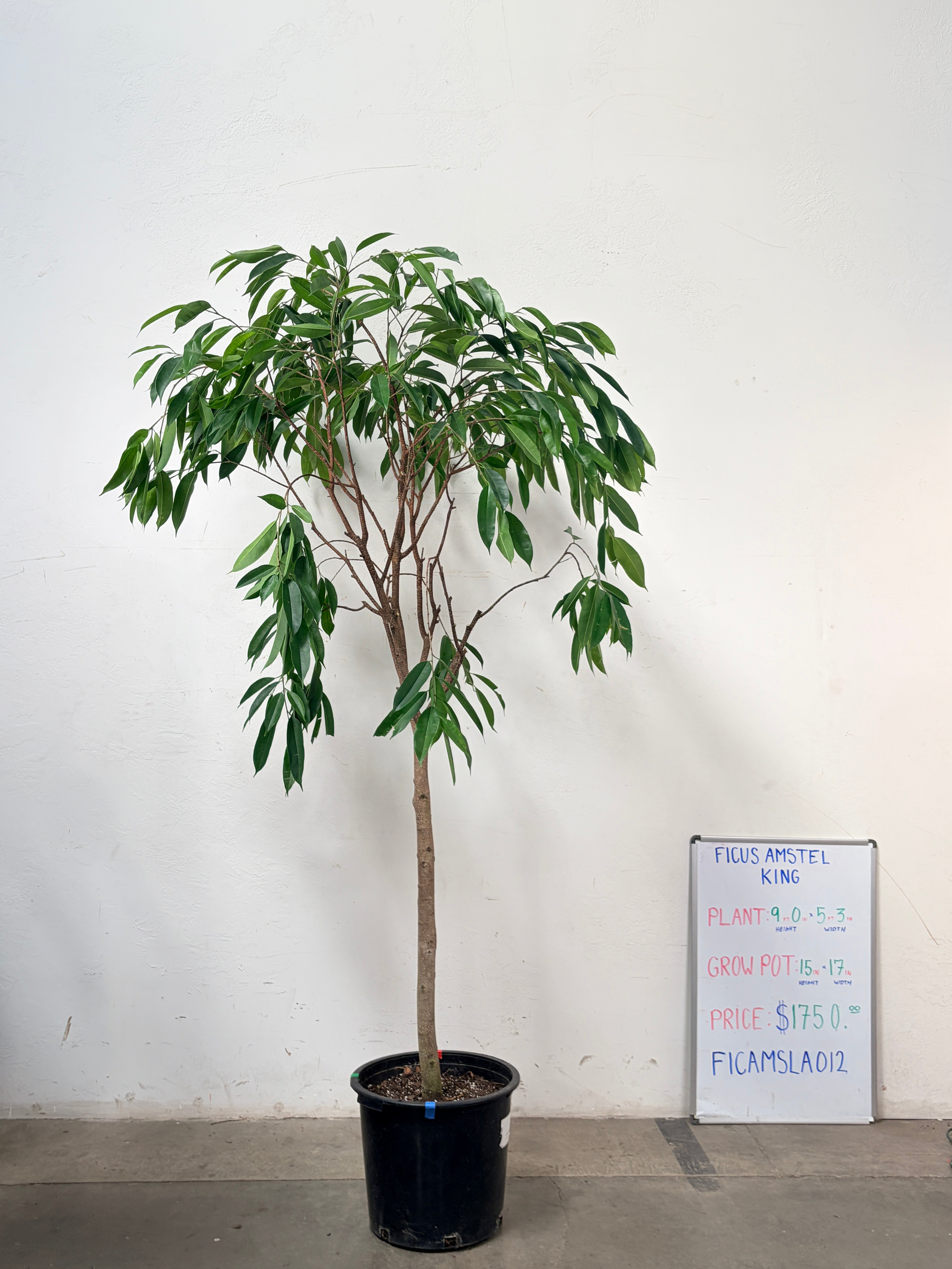 Ficus Amstel FICAMSLA012